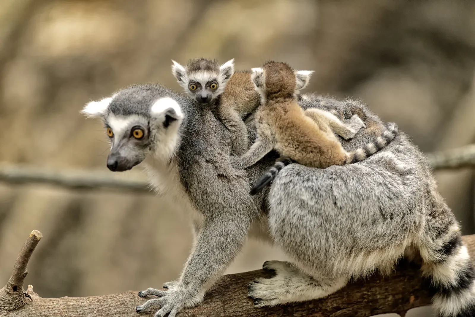 A mother ring-tailed lemur on a branch carrying two young babies on her back, showing her grey fur, white face and orange eyes.