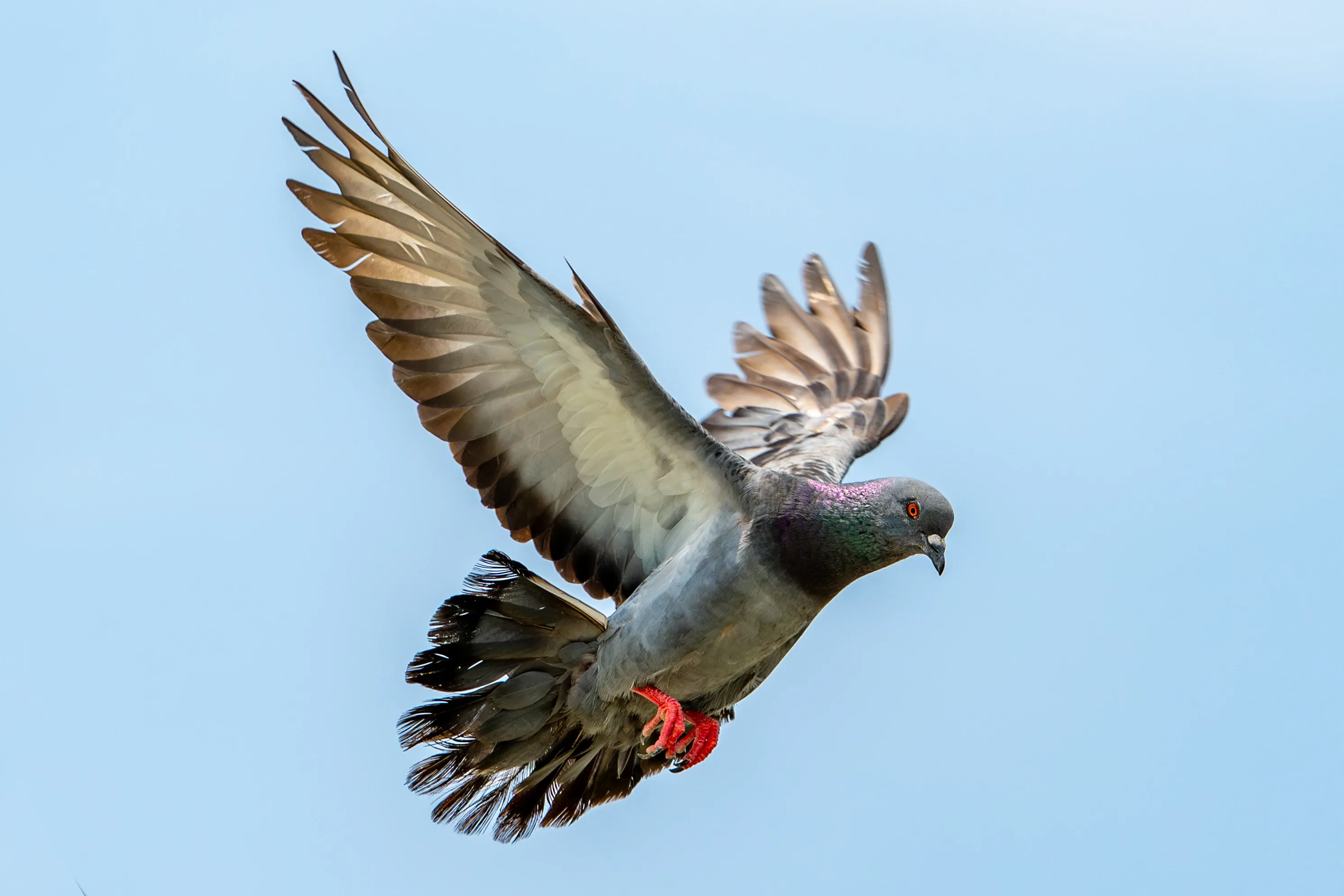 A rock pigeon flies through a clear blue sky with its wings stretched wide. Dark tail feathers fan out, and red feet tuck close to its body.