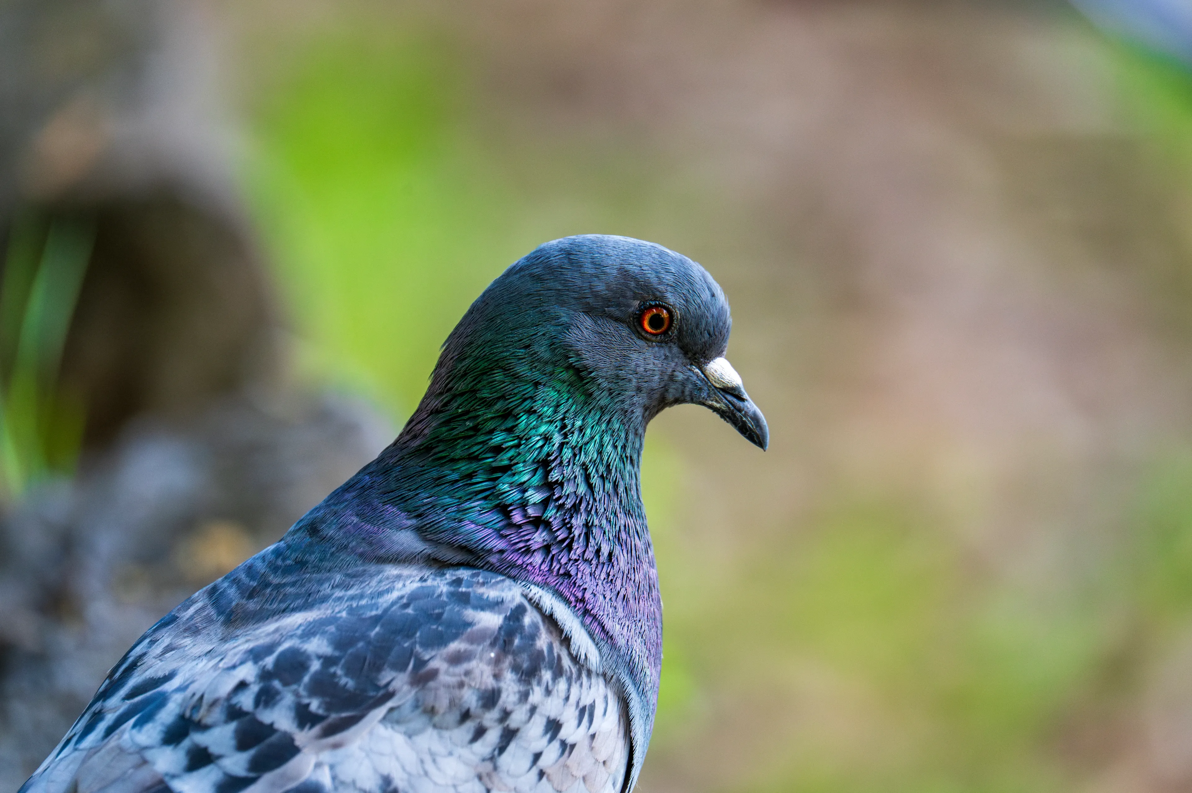 A rock pigeon turns its head to show shimmering green and purple neck feathers. A bright orange eye stands out against the soft green background.