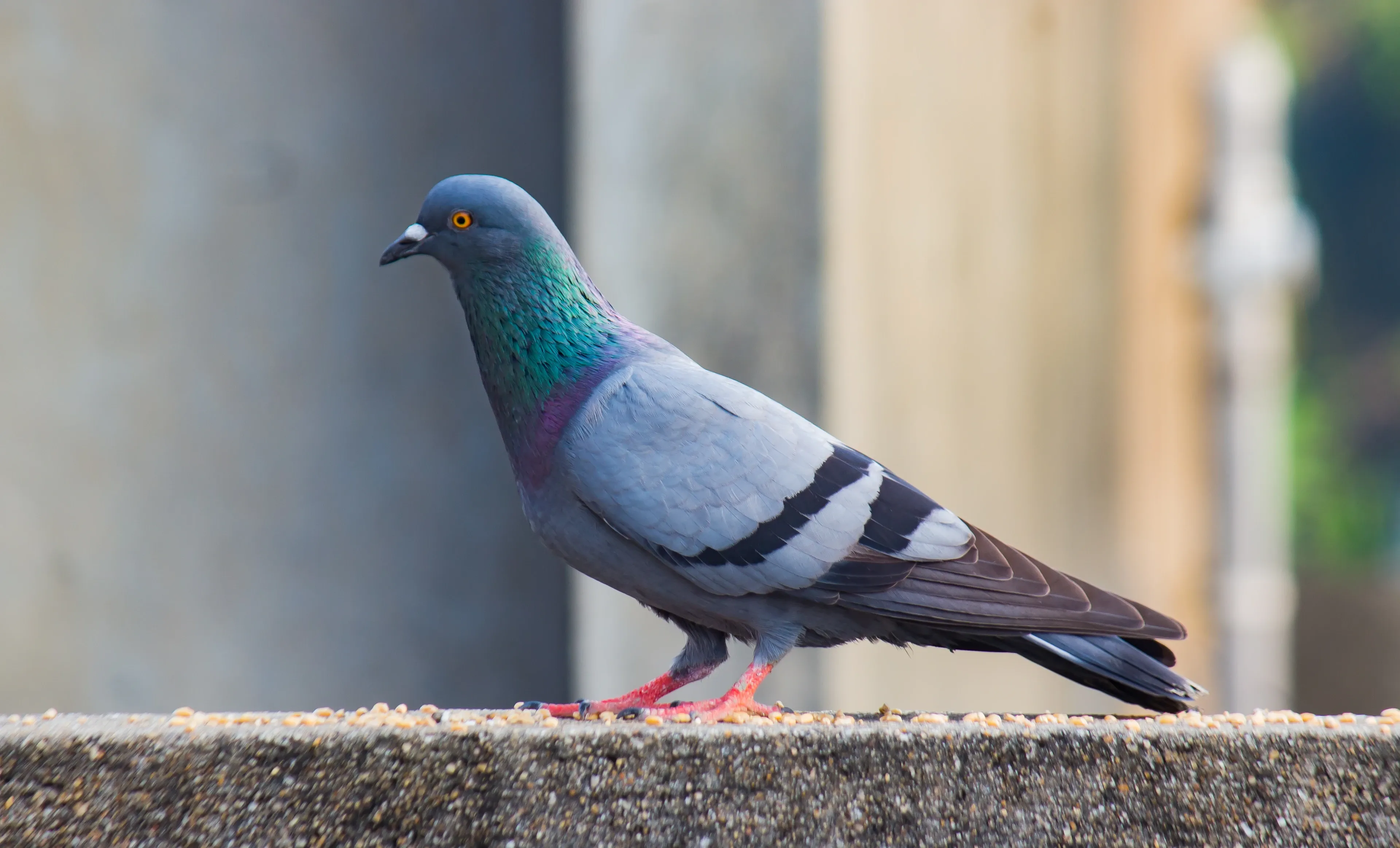 A rock pigeon stands alert on a concrete ledge, showing two black bars on its grey wings. Seeds scatter around its pink-red feet.