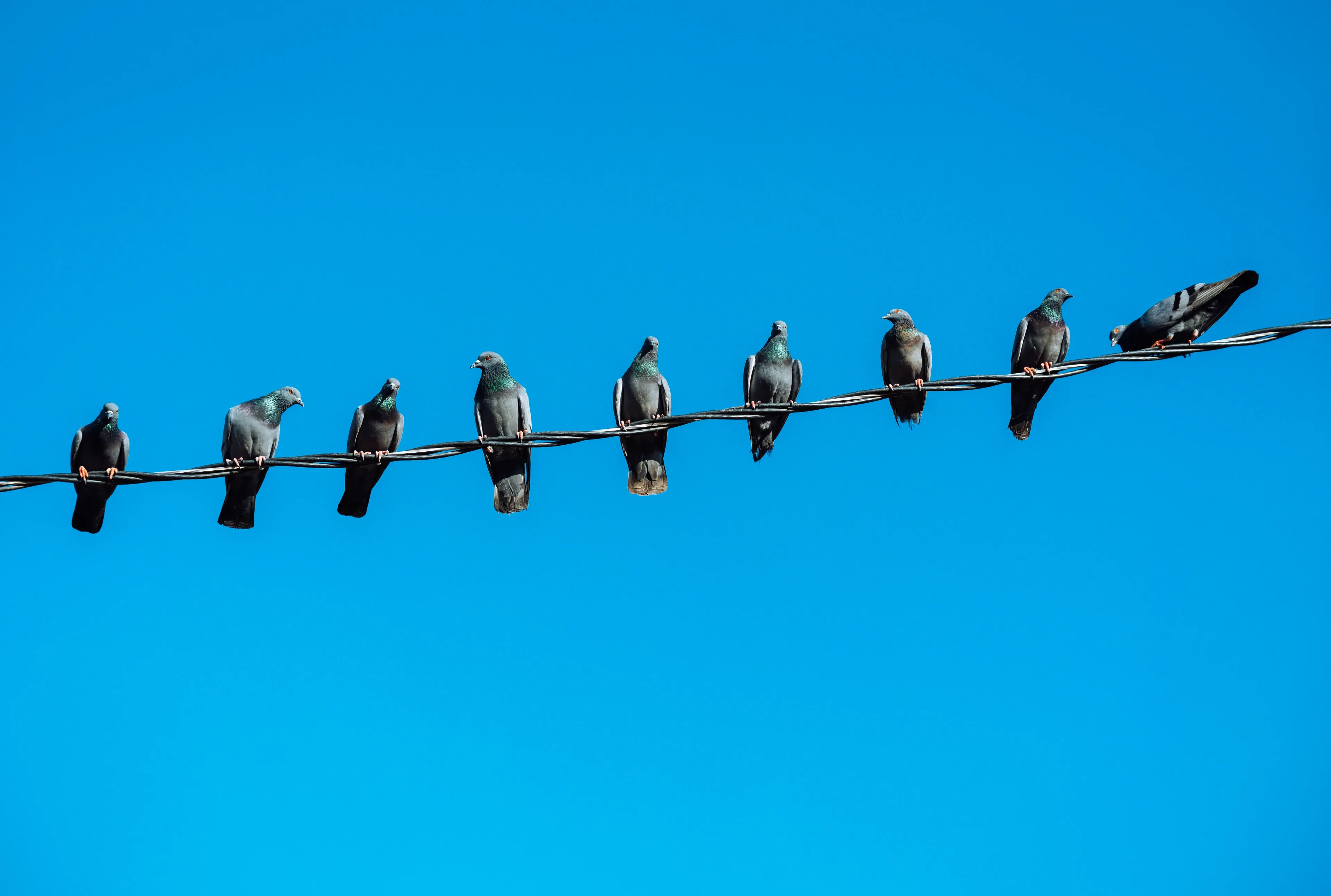 Nine rock pigeons perch in a neat row on a black wire against a clear blue sky. Most face the same way as they rest together.