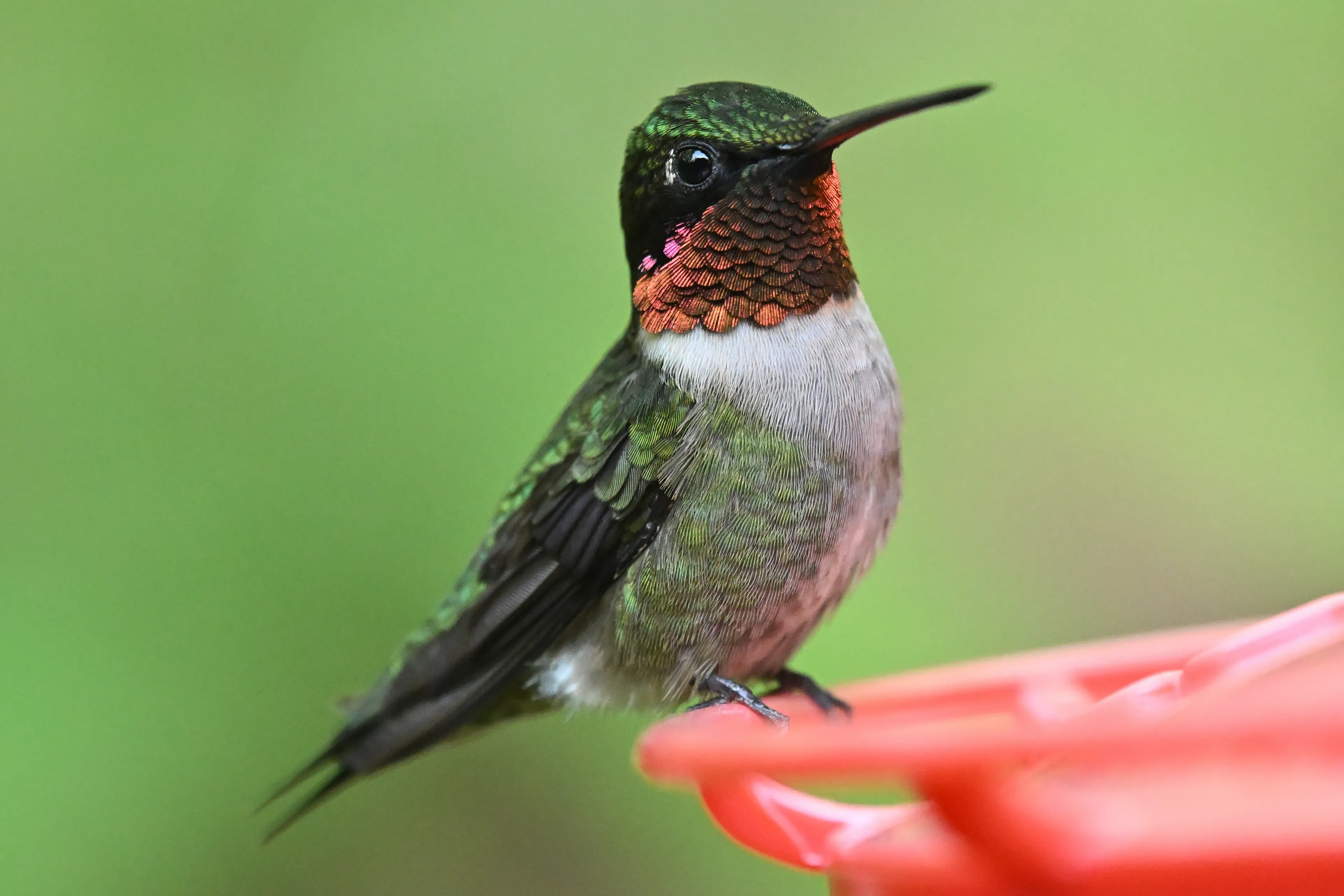 A ruby-throated hummingbird rests on the bright red rim of a garden feeder. Shiny green feathers and a sparkly red throat catch the light.