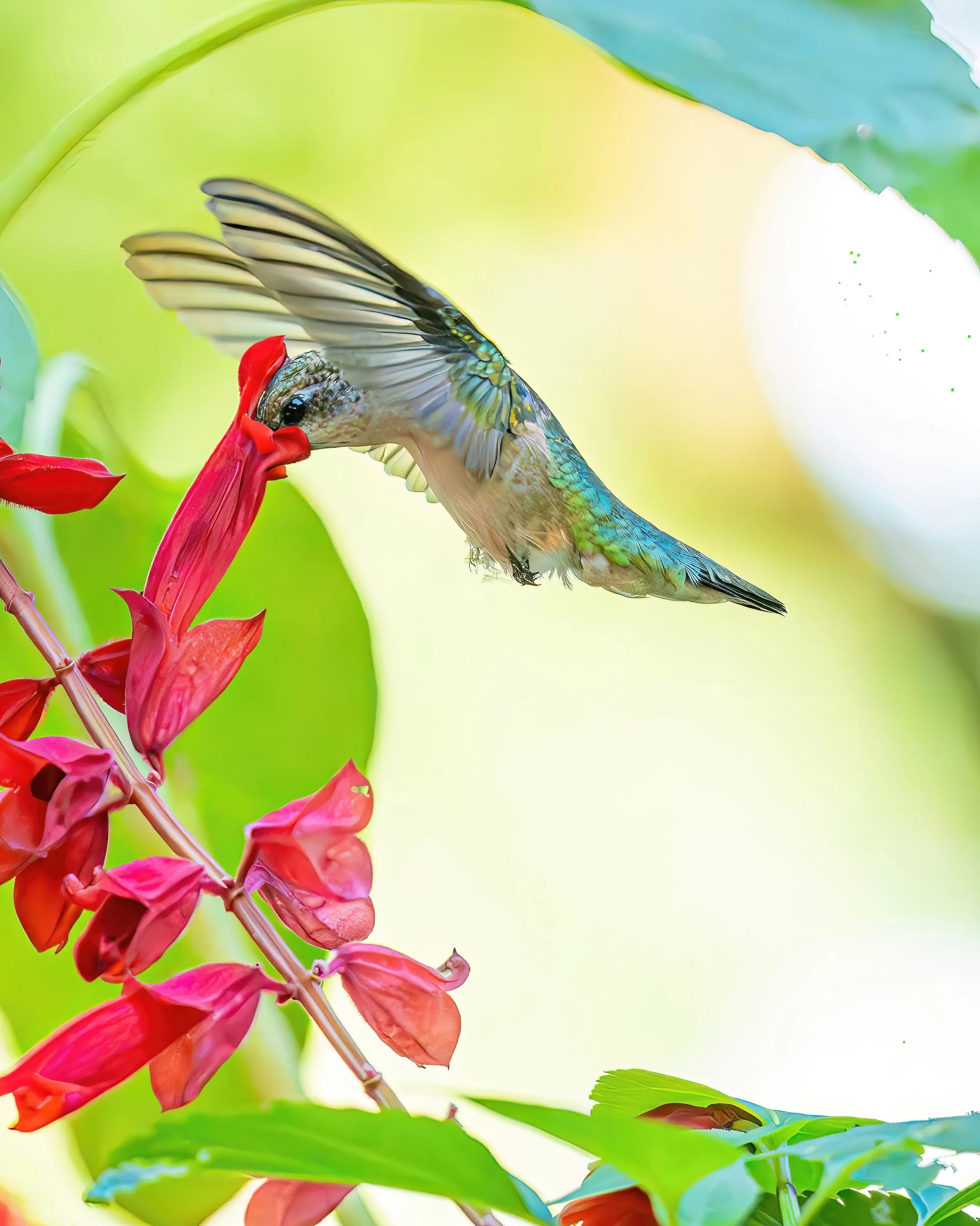 A ruby-throated hummingbird hovers with wings beating fast as it drinks from a red tubular flower. Shimmering green feathers catch the sunlight in the garden.