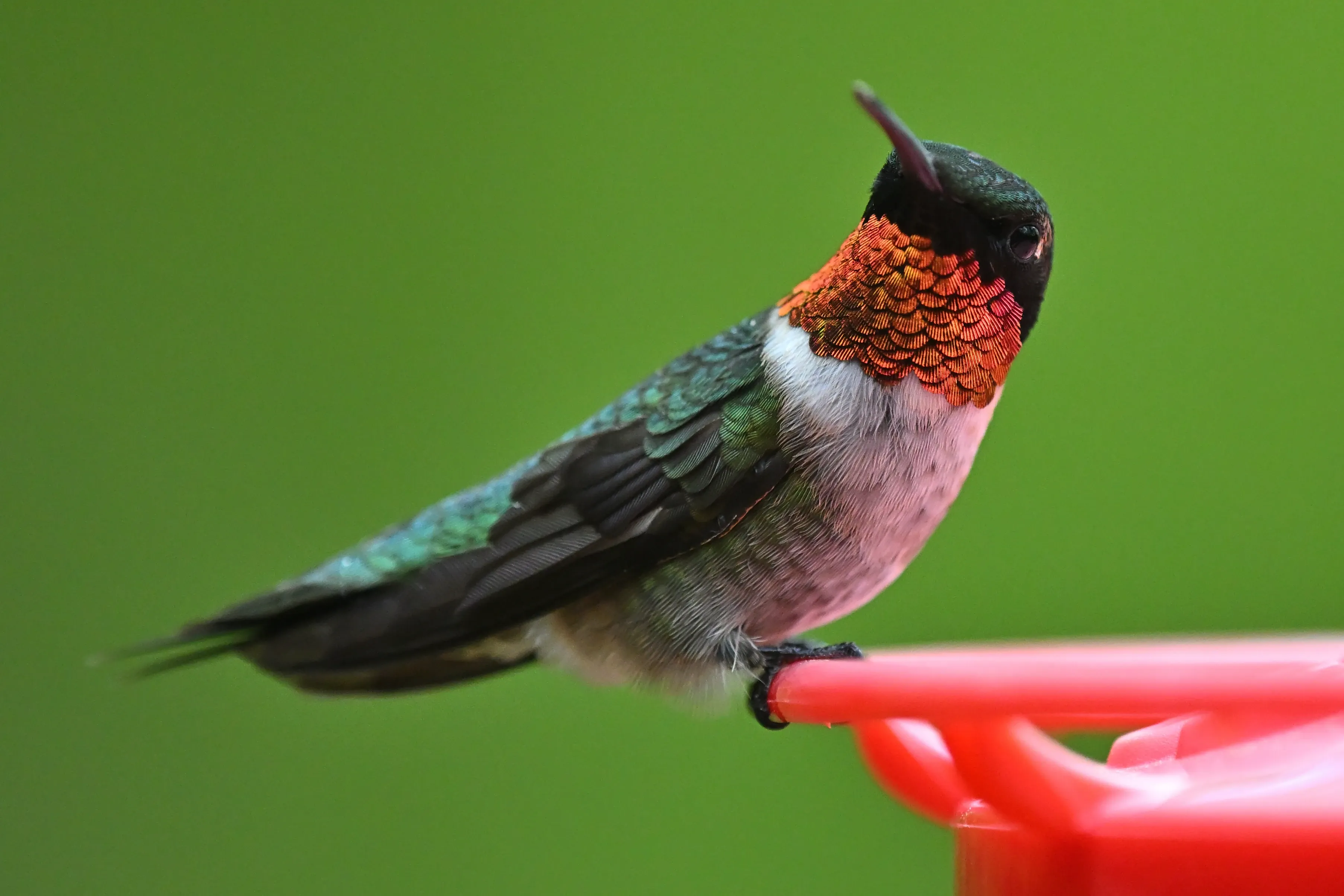 A ruby-throated hummingbird perches on a red feeder and looks upward. Emerald-green feathers cover its back, and a glowing red patch shines on its throat.