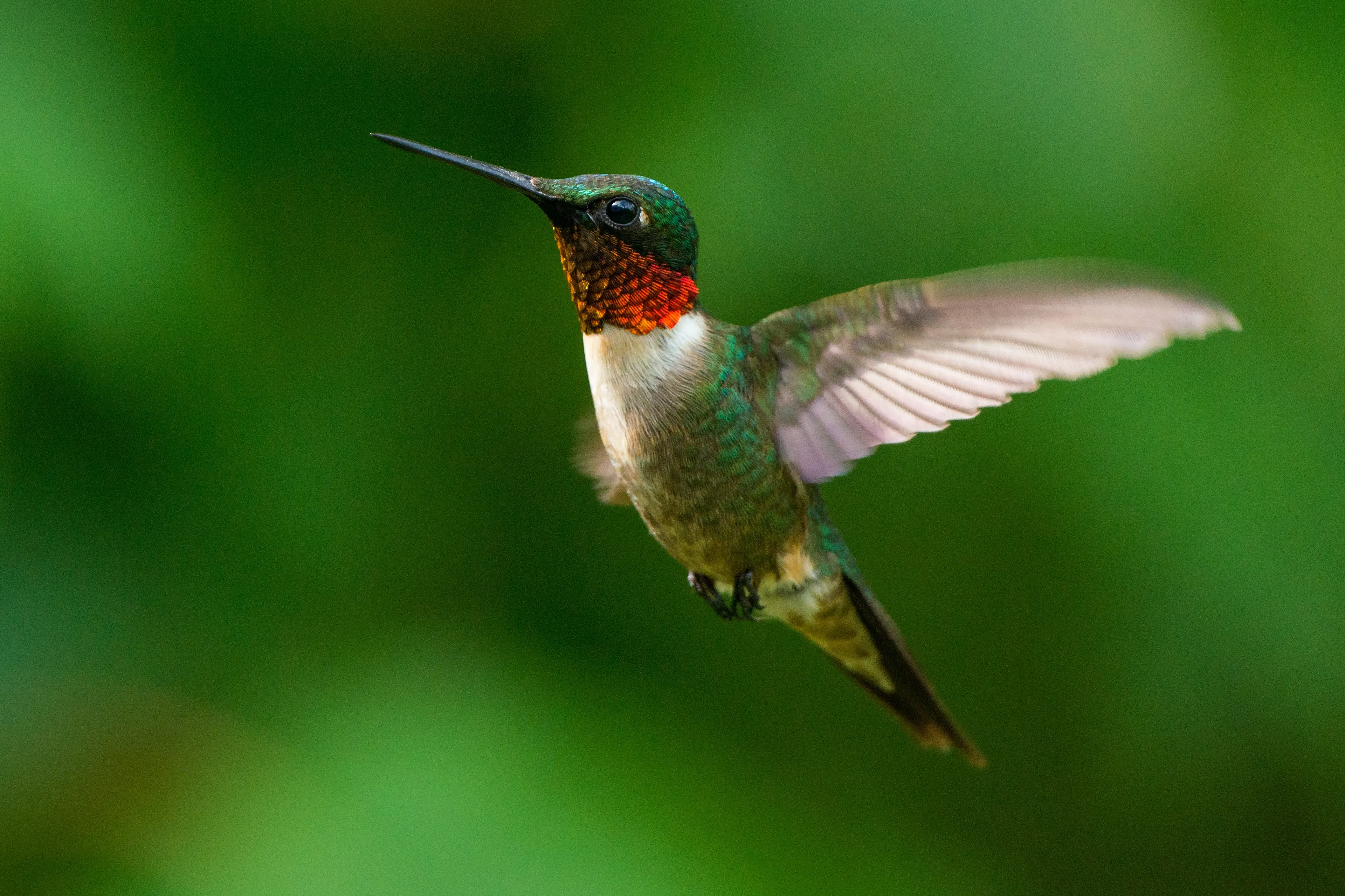 A ruby-throated hummingbird hovers in midair with wings stretched wide. Its long thin beak points forward against a blur of green leaves.