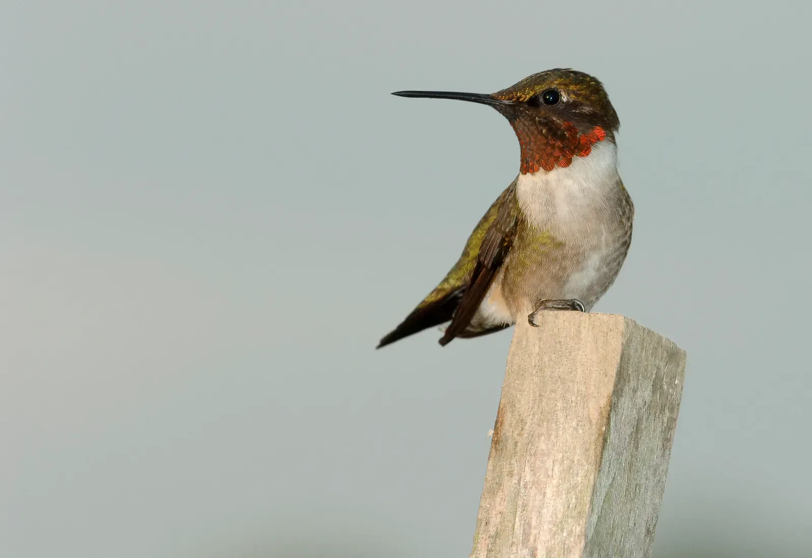A male ruby-throated hummingbird perched on a post, showing its glittering red throat, green back and long thin bill.
