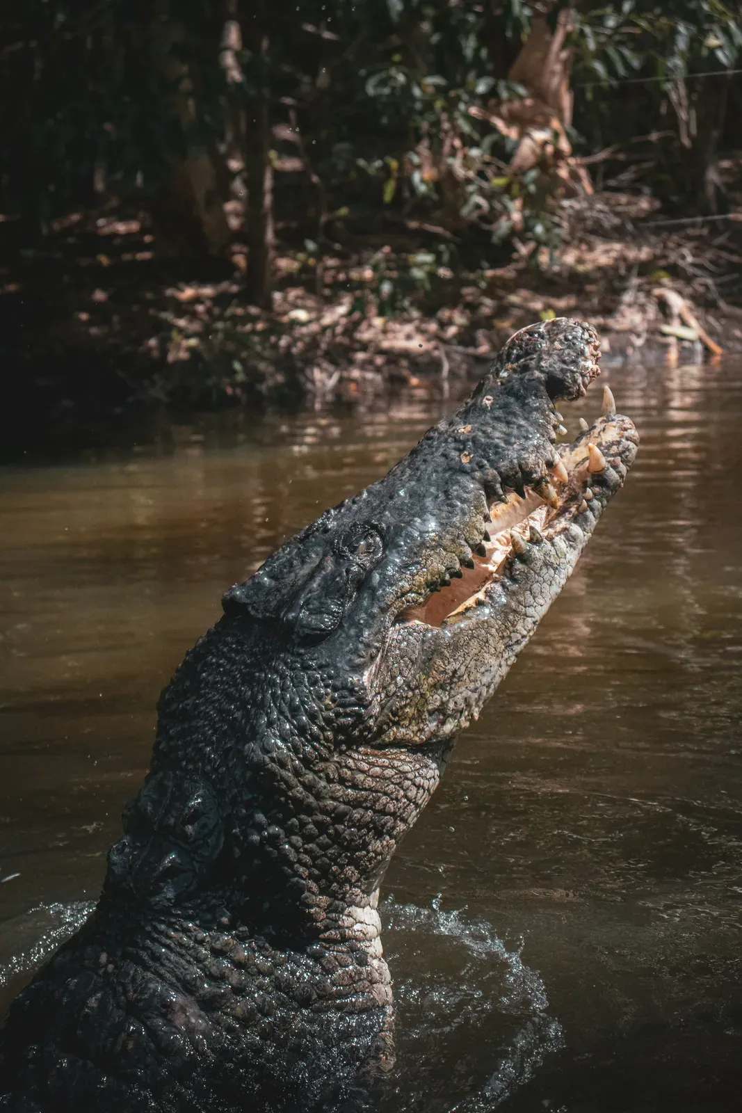 A large saltwater crocodile lifting its broad, dark head out of a murky tropical creek with its mouth open.