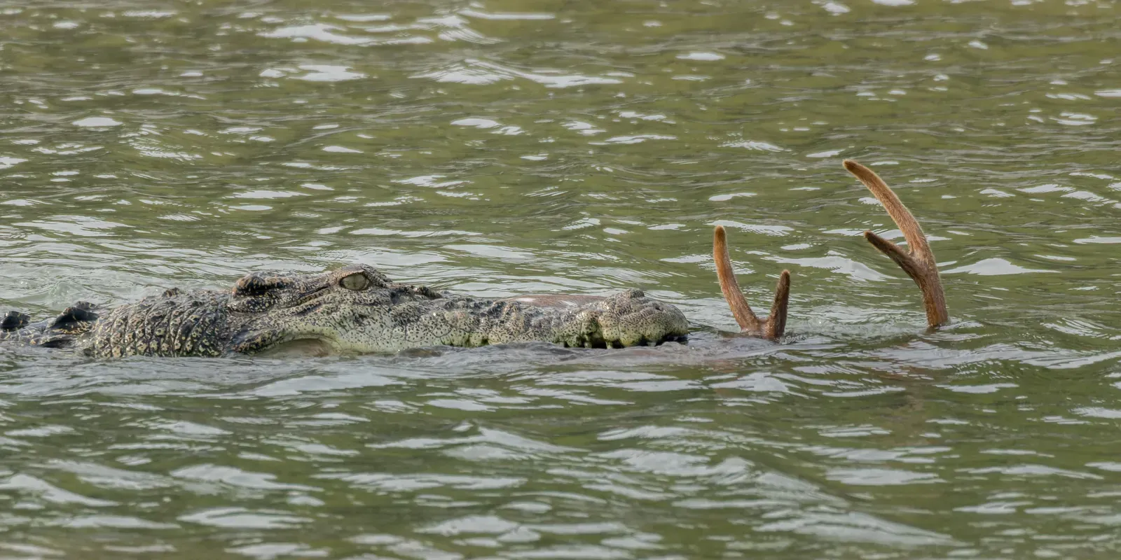 A saltwater crocodile swimming through murky water in Sundarbans National Park, with its head and scaly back above the surface.