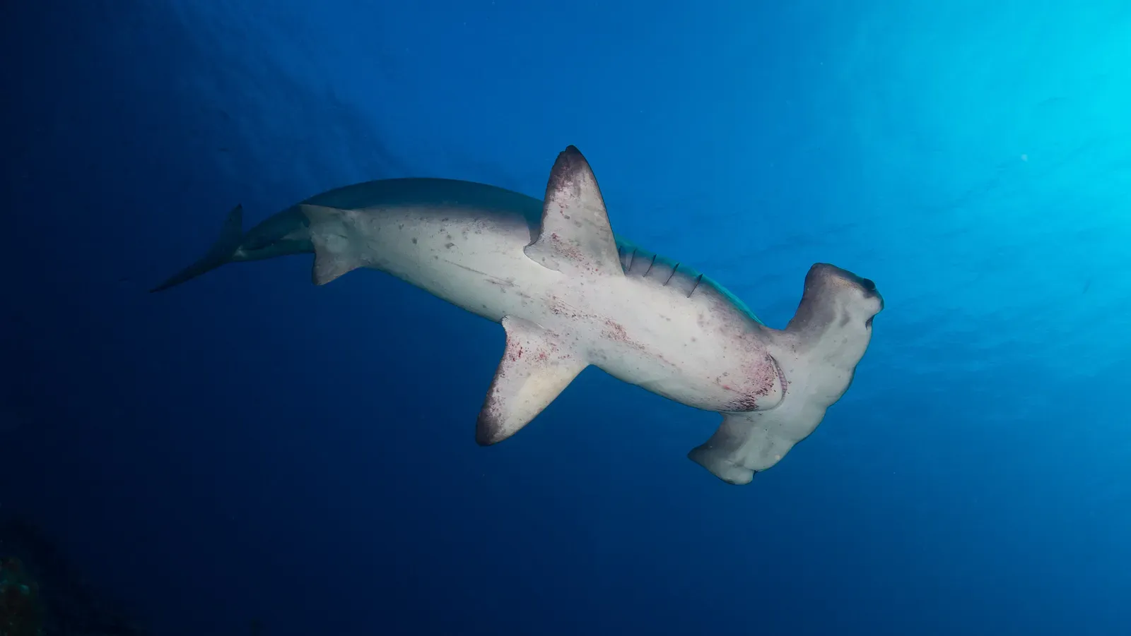 A scalloped hammerhead shark seen from below, swimming diagonally through deep blue open water with its wide flattened head and pale underside catching the light.