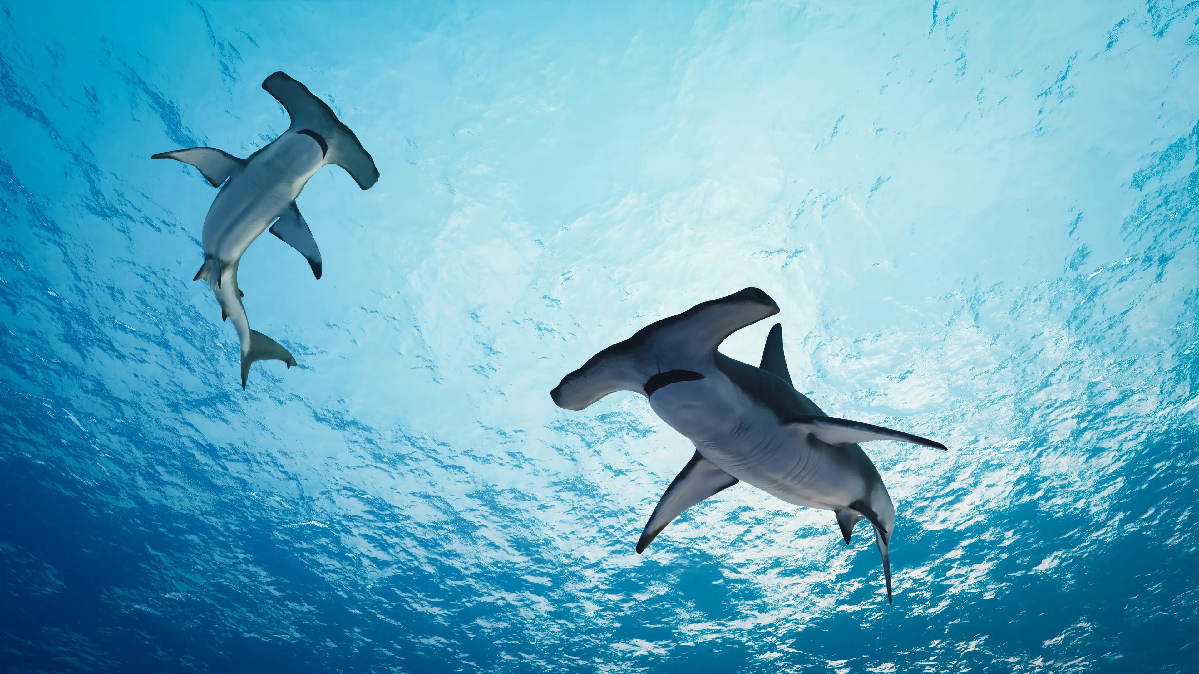 Two scalloped hammerhead sharks swimming overhead in clear turquoise water, silhouetted against the bright surface with dappled sunlight across their pale undersides.