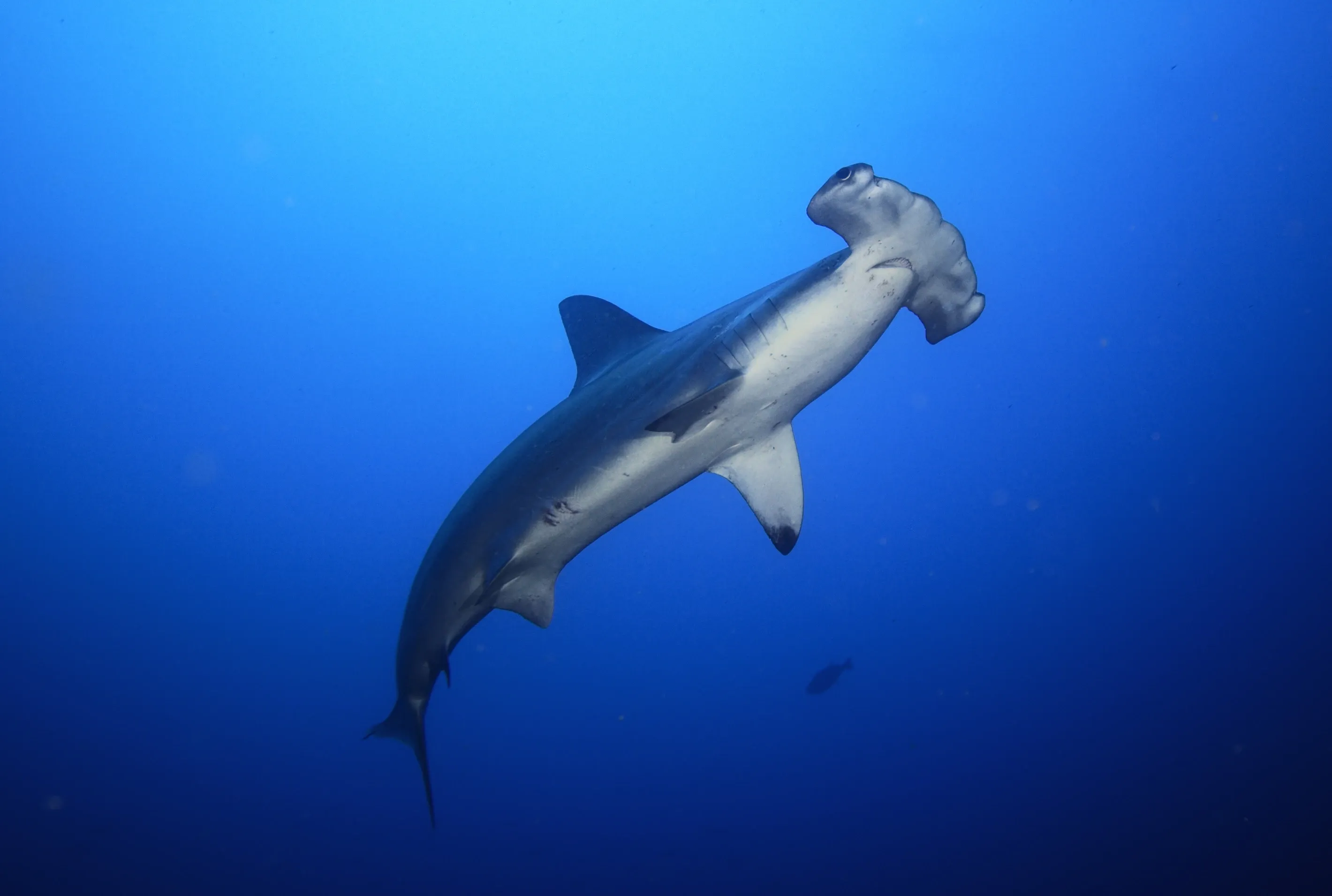 A scalloped hammerhead shark seen from below, gliding through deep blue water with its wide flattened head and pale underside.
