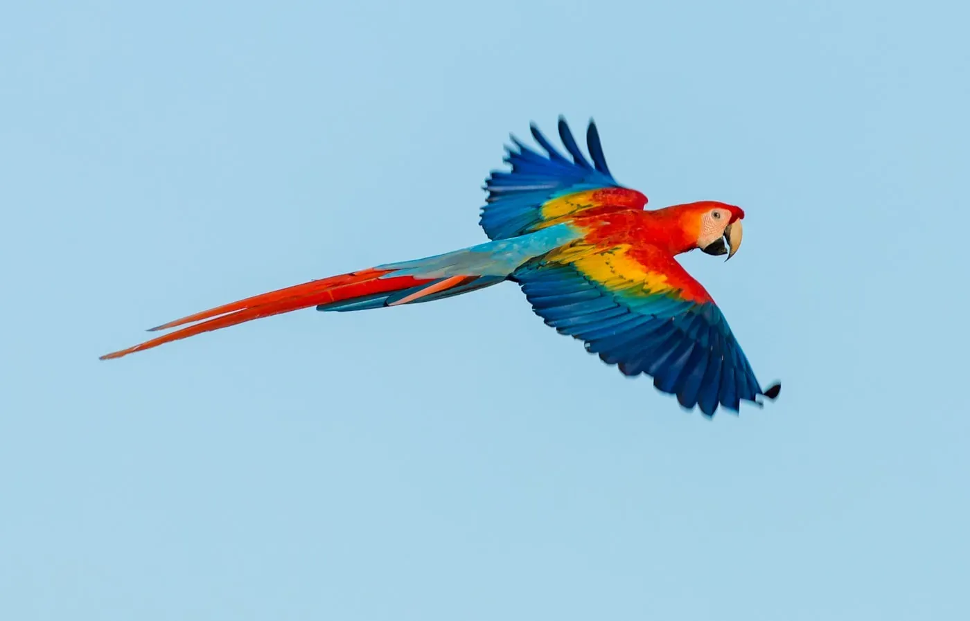 A scarlet macaw in flight against a pale sky, showing its red body, yellow wing band, blue flight feathers and long red tail.