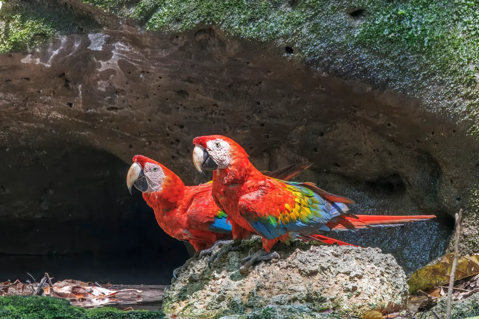 A pair of scarlet macaws with red bodies, yellow wing bands and blue flight feathers perched on a mossy rock.