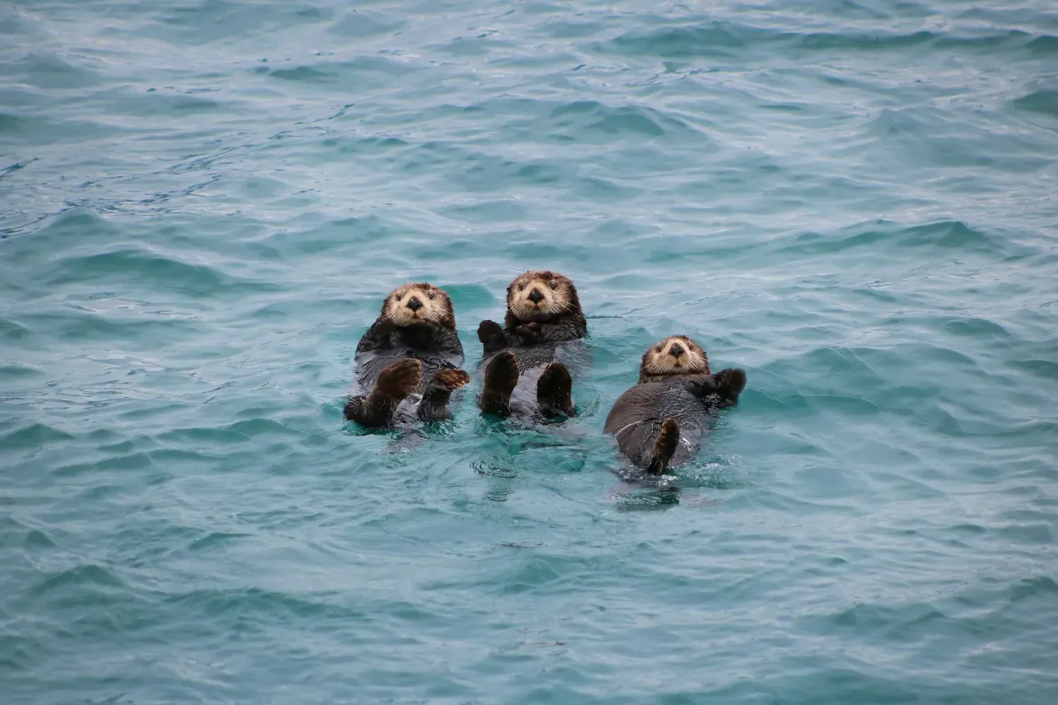 Three sea otters floating on their backs at the surface of the ocean, paws held above the water.