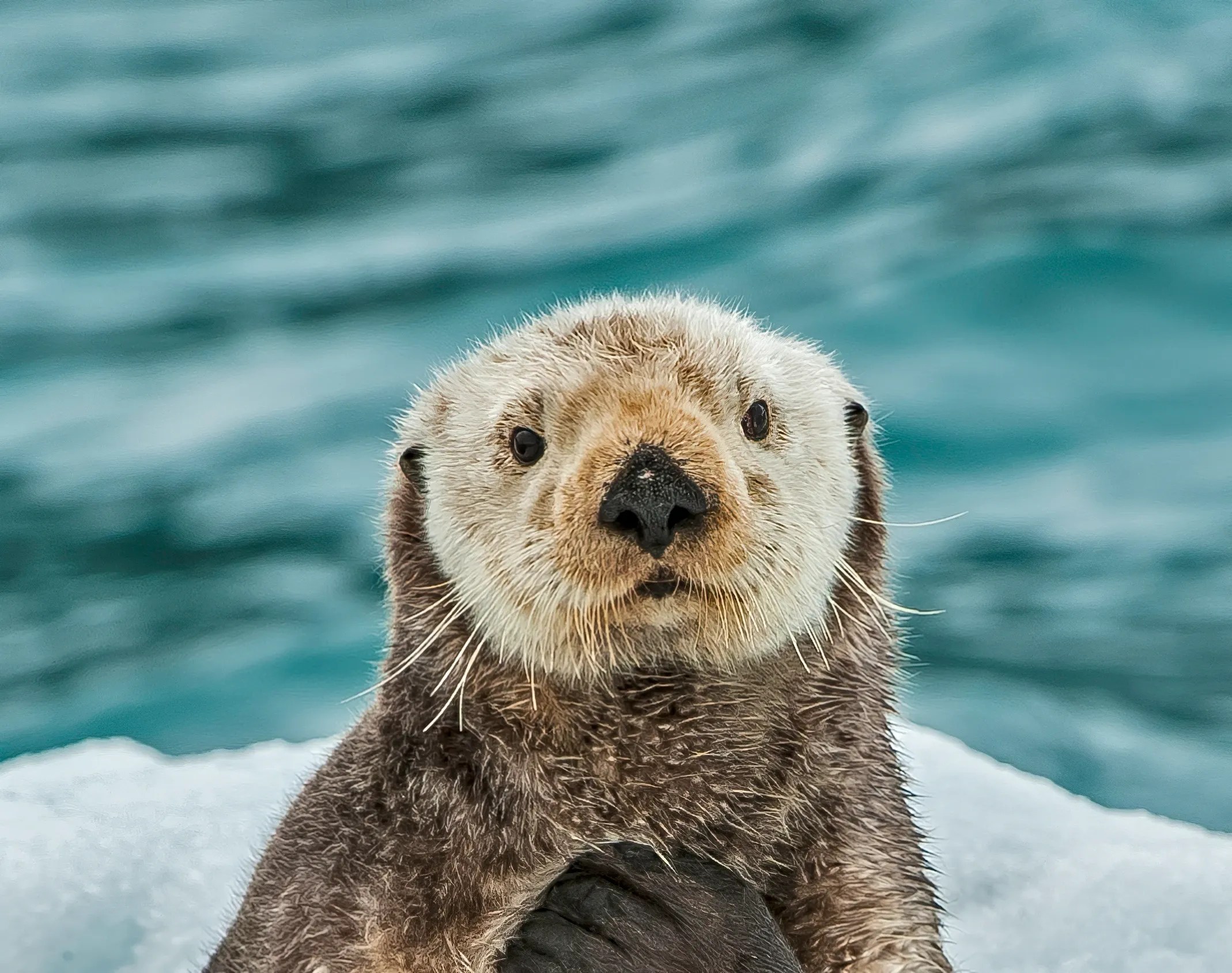 A sea otter looks straight at us from the chest up, cream-coloured fuzzy head, dark brown shoulders, long whiskers, and one paw tucked to its chest against teal-blue water.