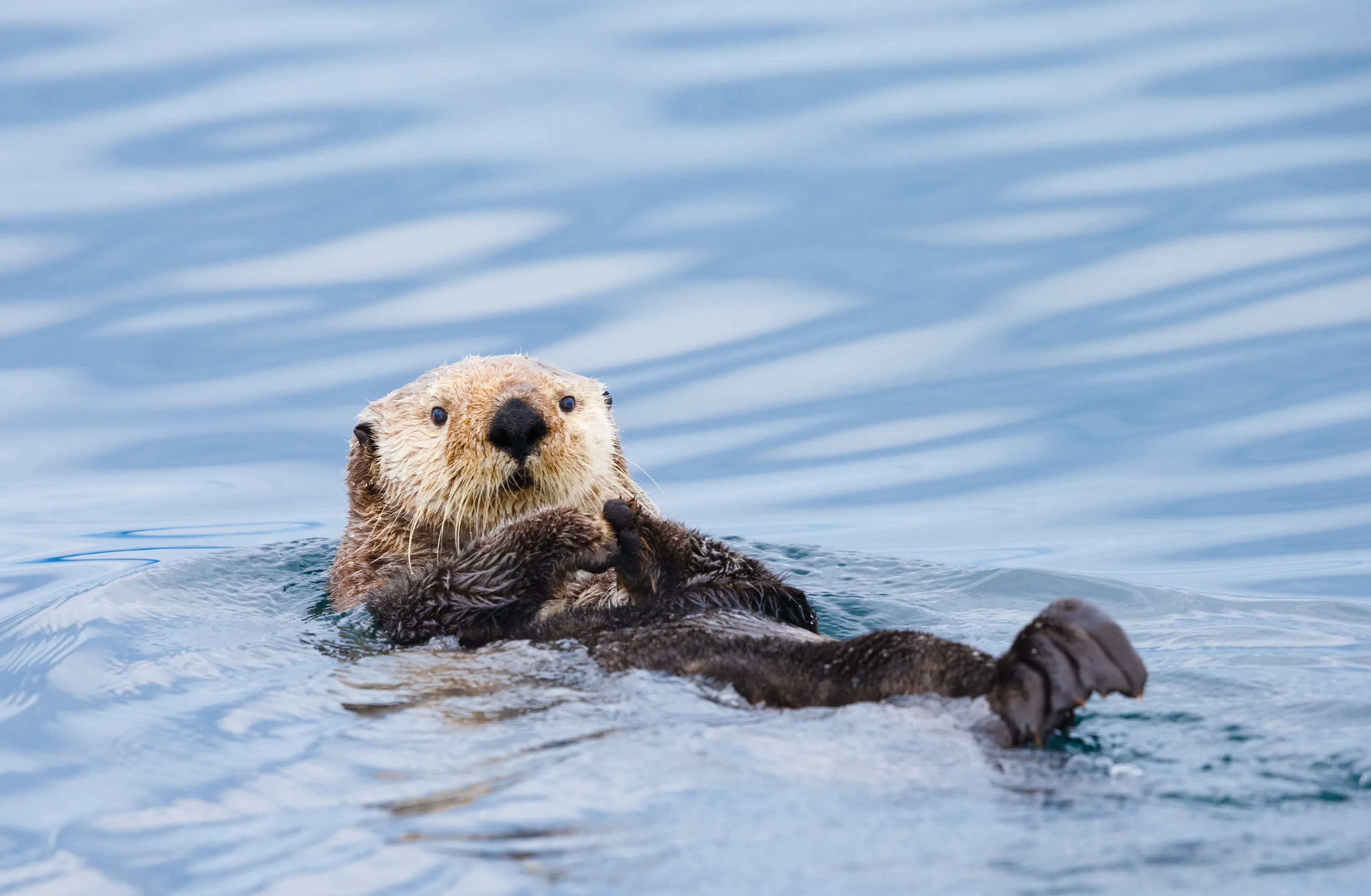 A sea otter floats on its back in calm blue water, light tan head and dark wet body, paws held together on its chest and a webbed hind flipper sticking up.