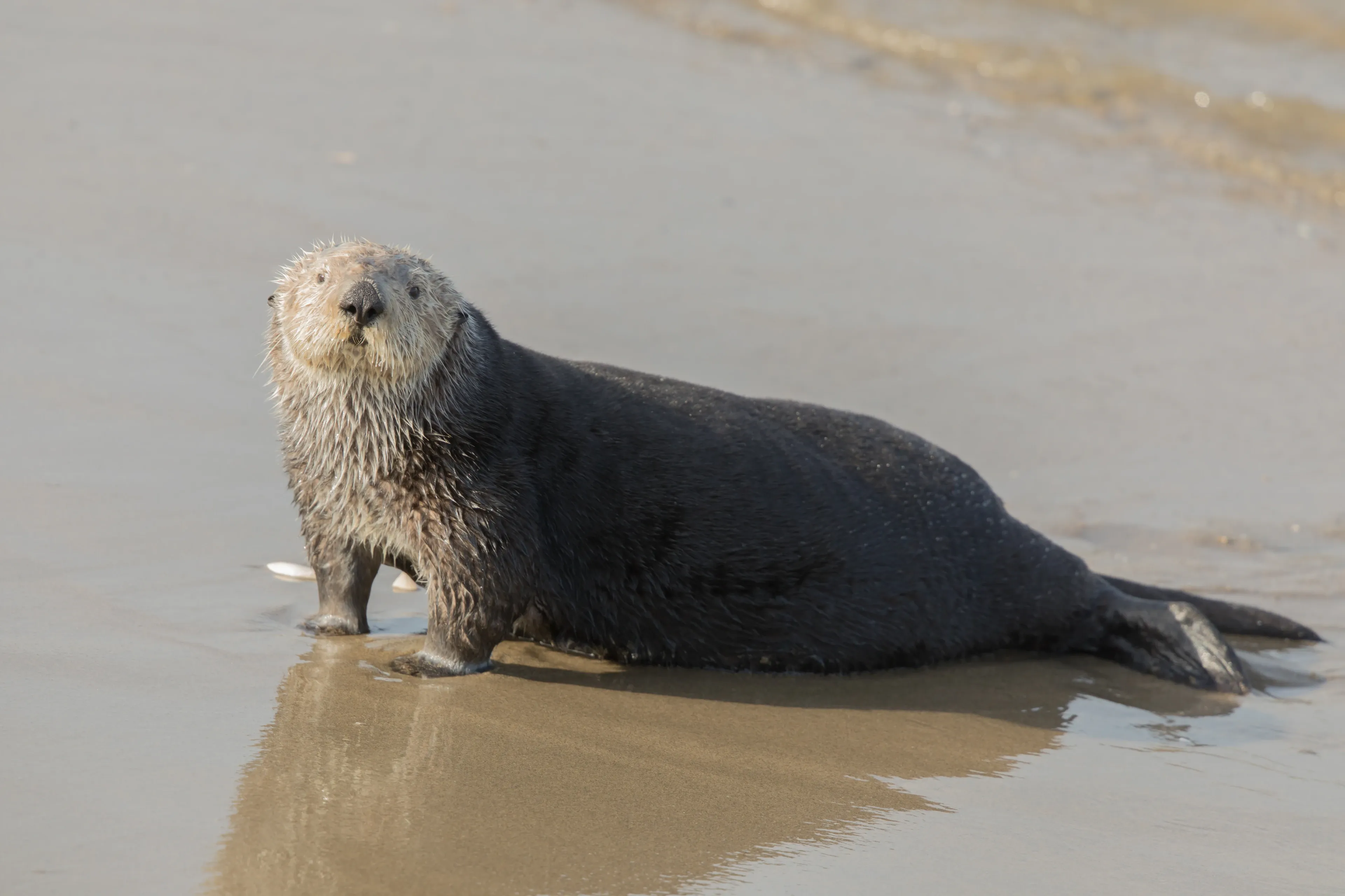 A sea otter stands on its front paws on a wet sandy beach, dark damp body and fuzzy light-coloured head, looking straight forward.