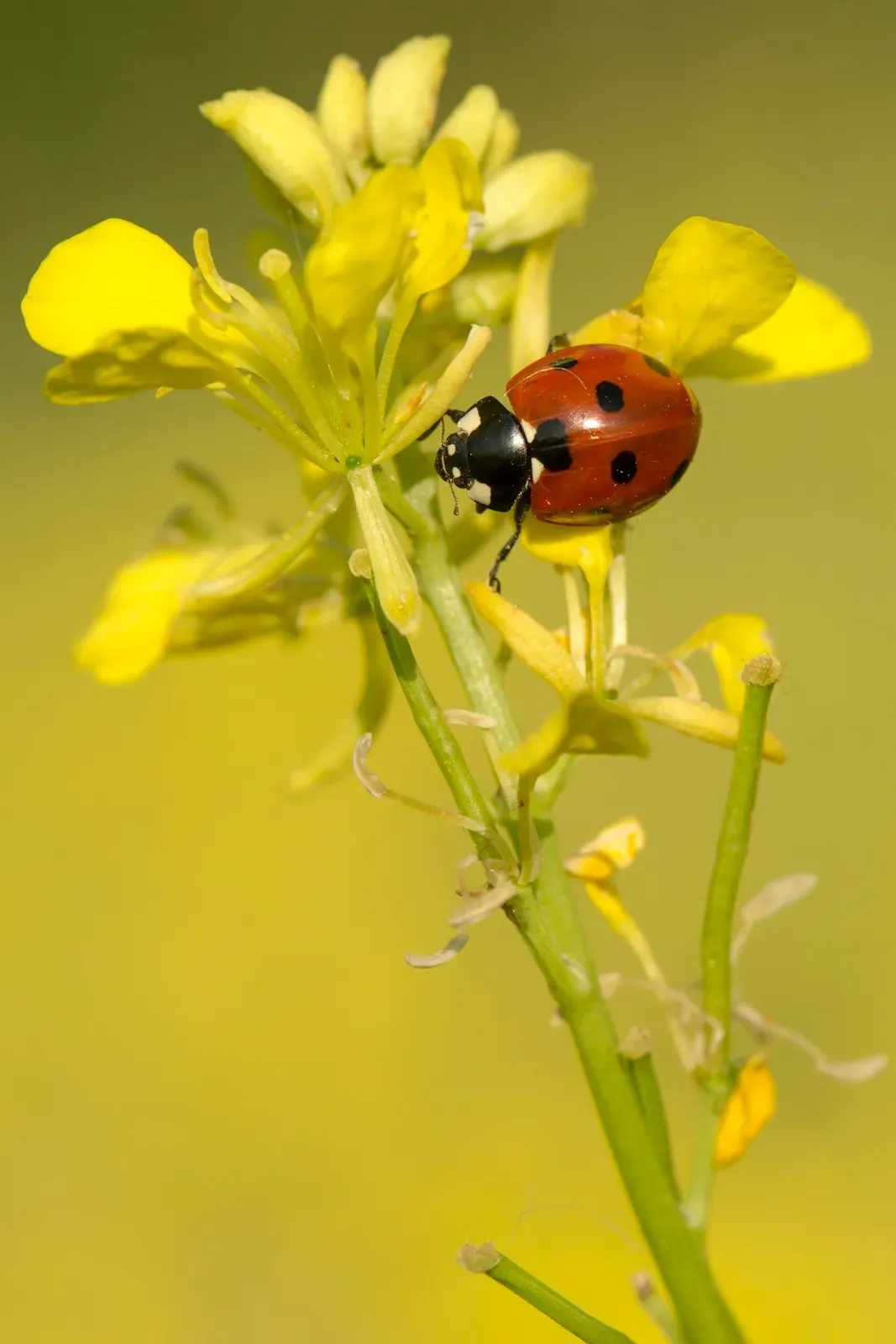 A red ladybird with black spots and a black-and-white head climbing among yellow flowers.