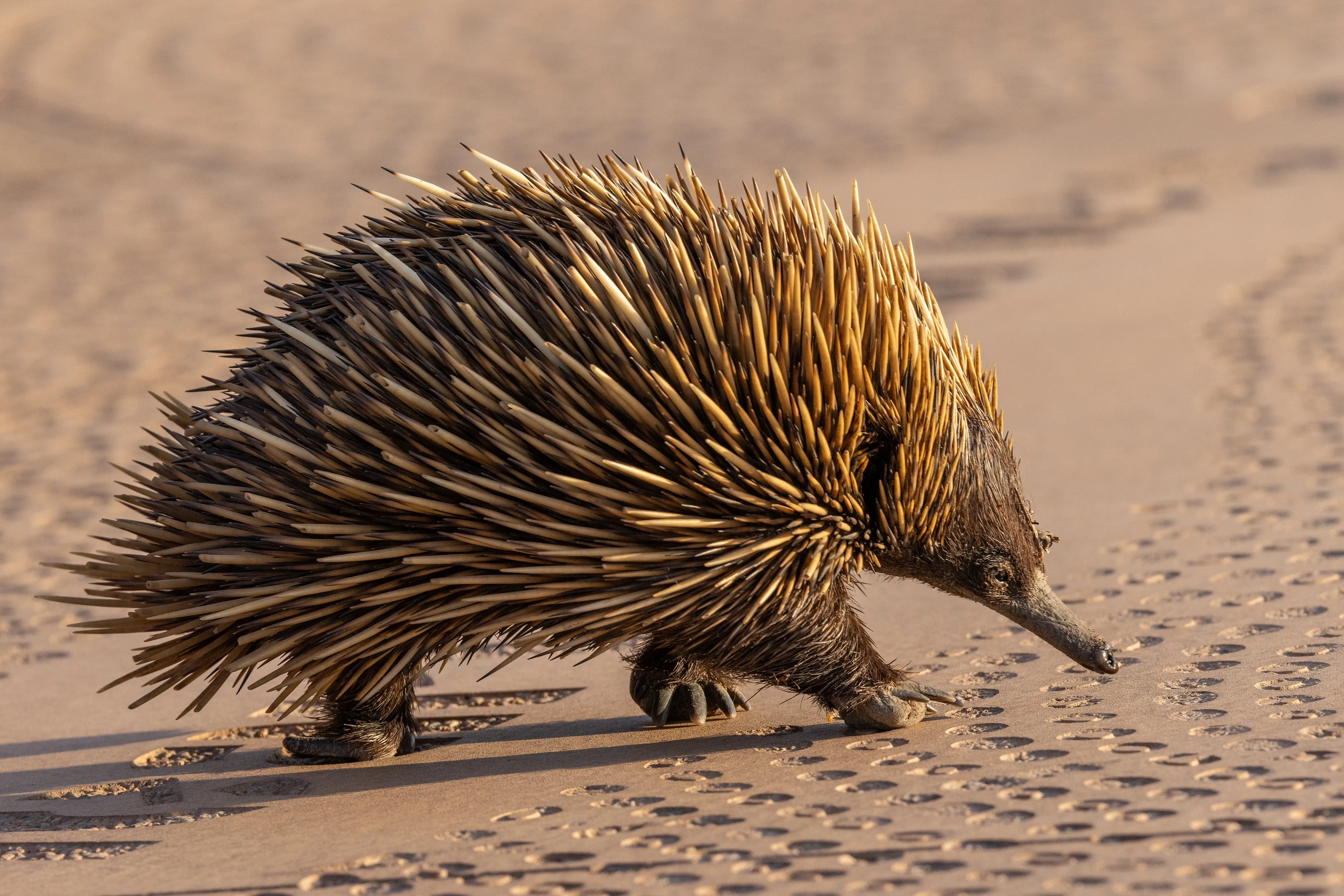 A short-beaked echidna walks across damp, rippled sand, its long dark snout angled toward the ground. Cream and brown quills cover its body, and dark claws press into the sand in warm sunlight.