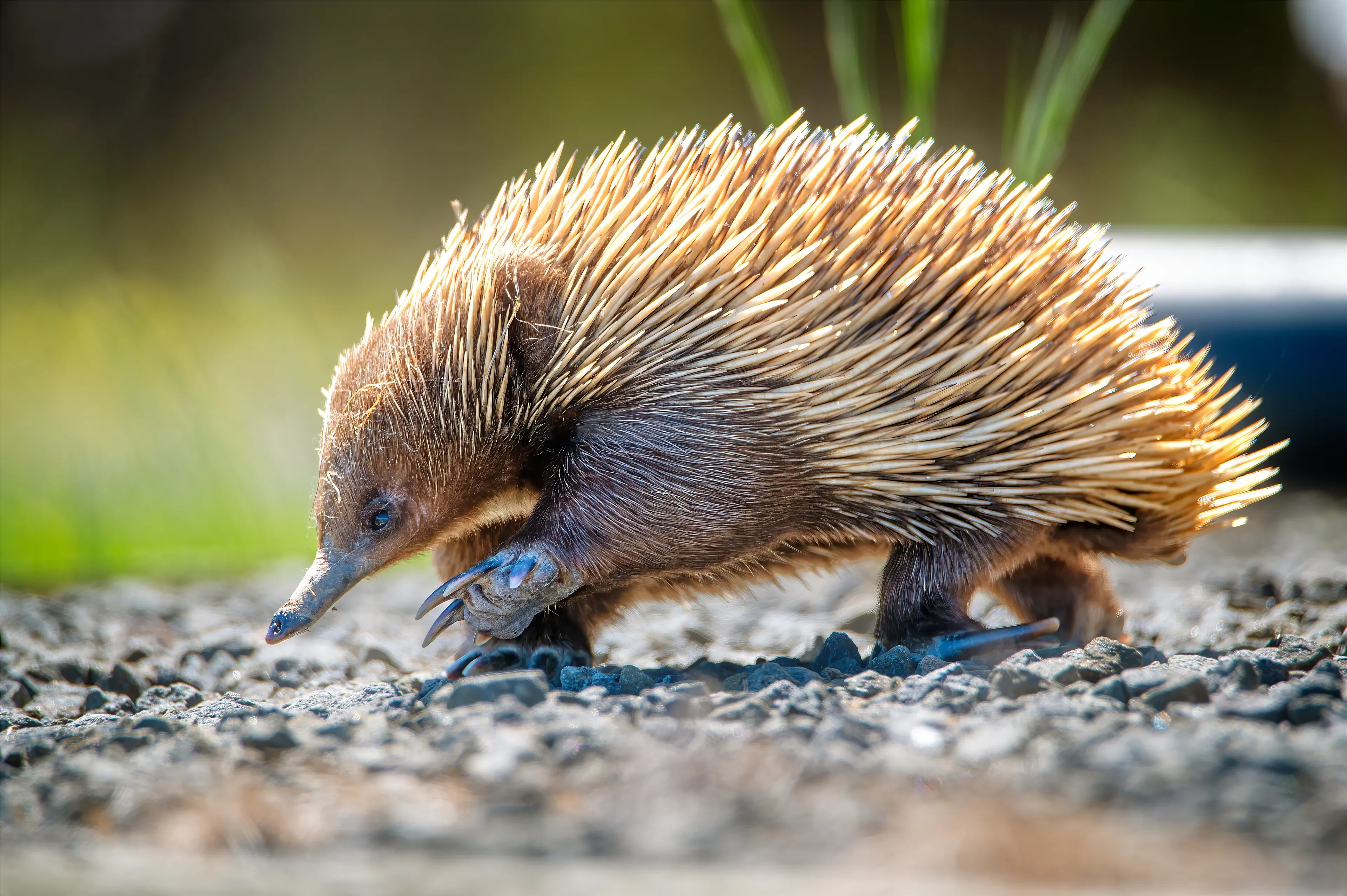 A short-beaked echidna walks across a gray gravel path with its pointed snout toward the ground. Cream spines and dark brown fur cover its body, and long digging claws show on its front paws against a blur of green grass.
