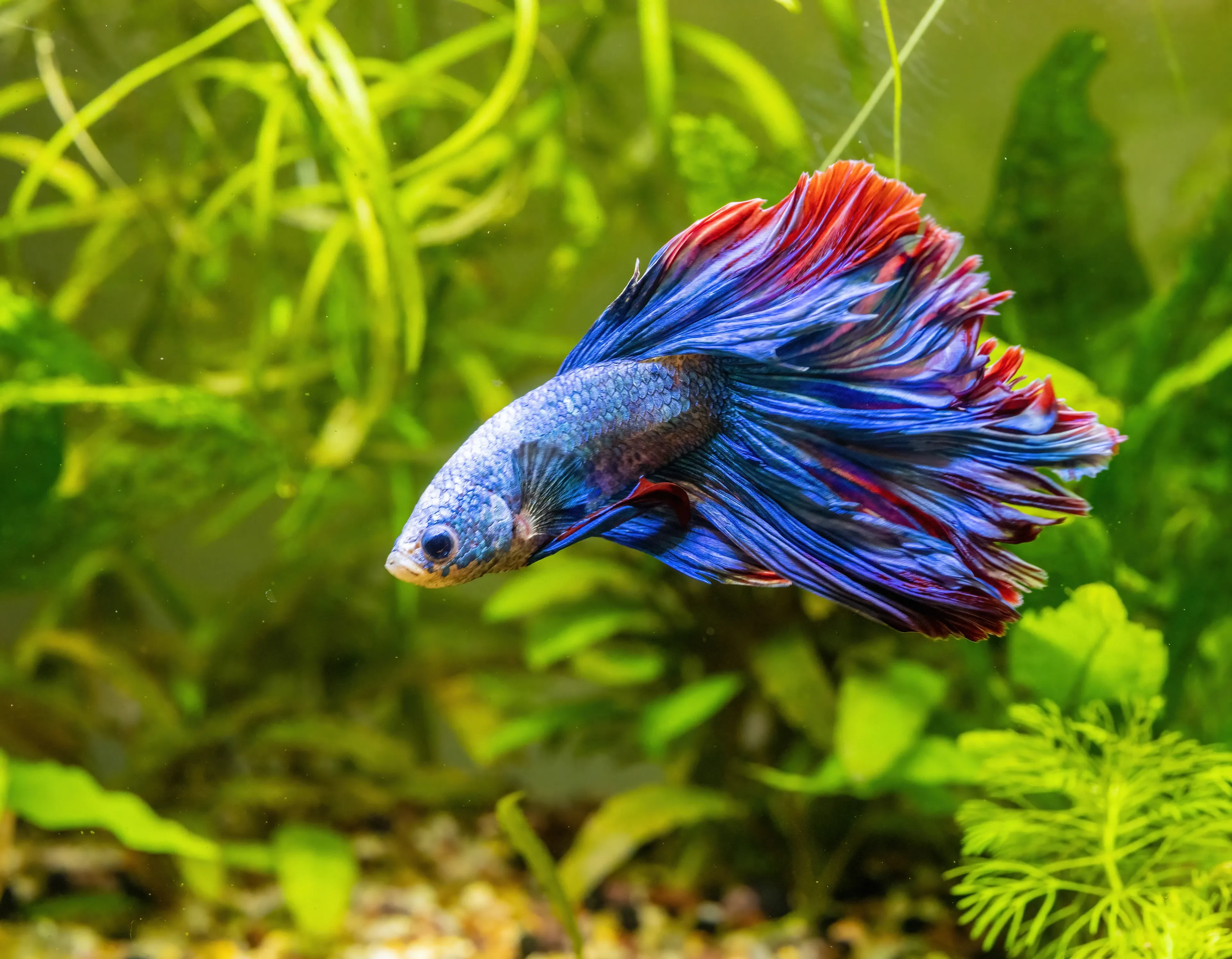 A Siamese fighting fish swims through a forest of green underwater plants. Its shimmering blue body and flowing fins flash with splashes of red.