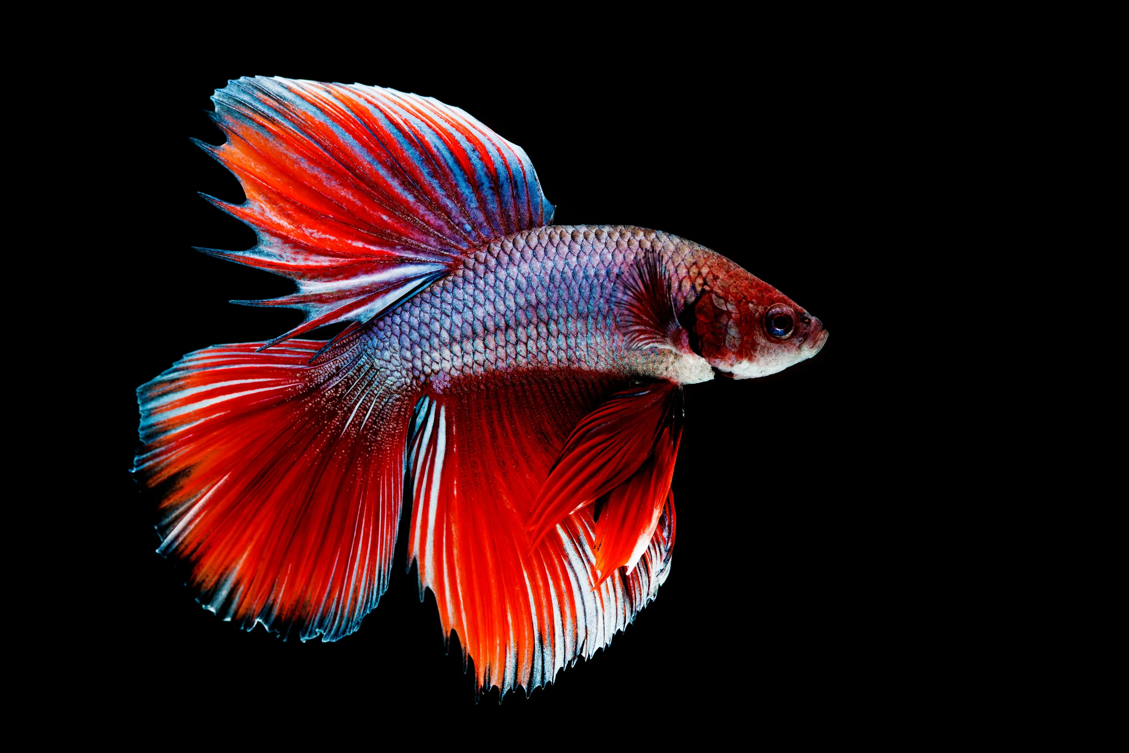 A Siamese fighting fish fans out long red and blue fins as it swims. Its wide tail spreads like a colorful dress in the dark water.