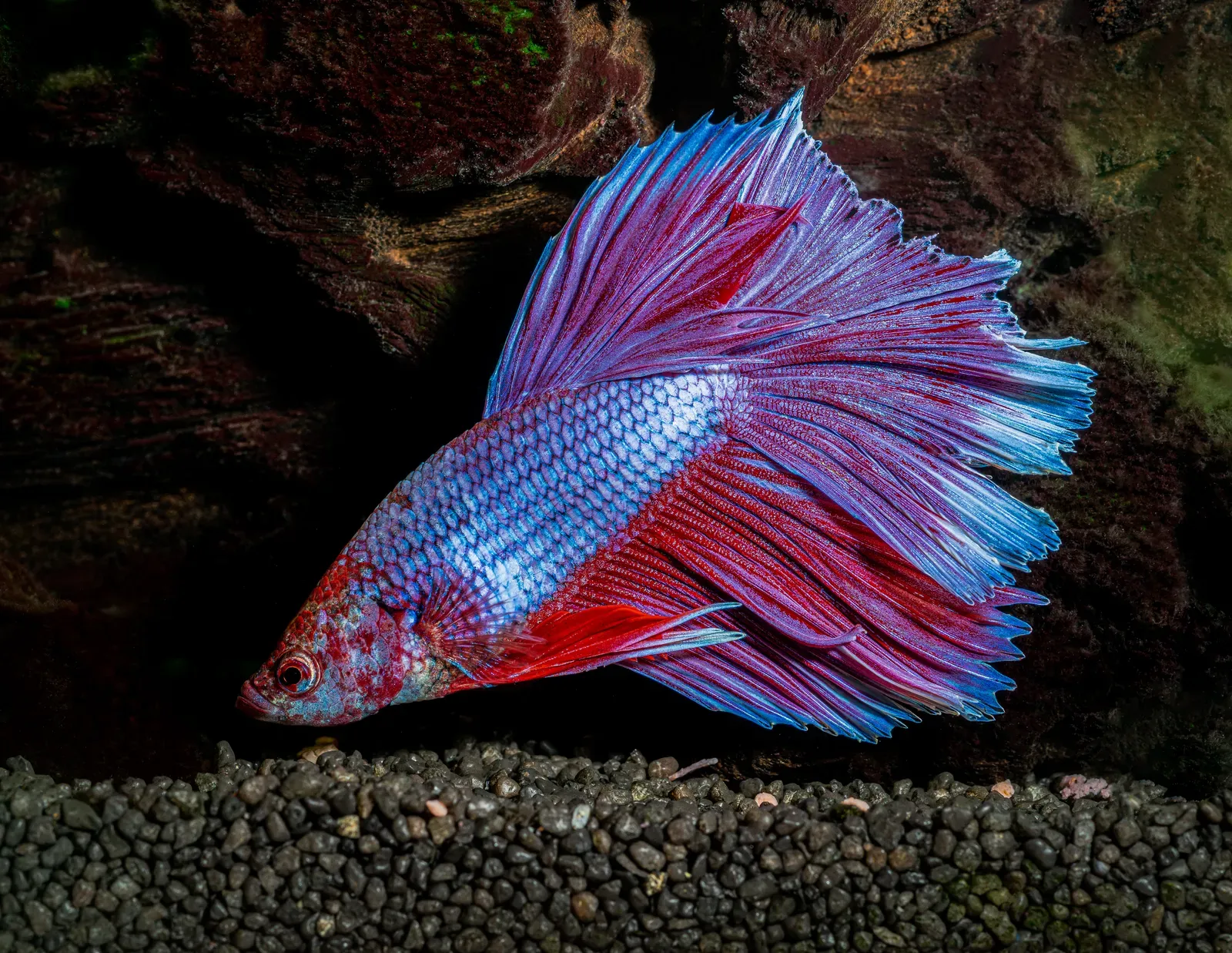 A Siamese fighting fish with flowing red, blue and purple fins spread wide, swimming past dark rocks.