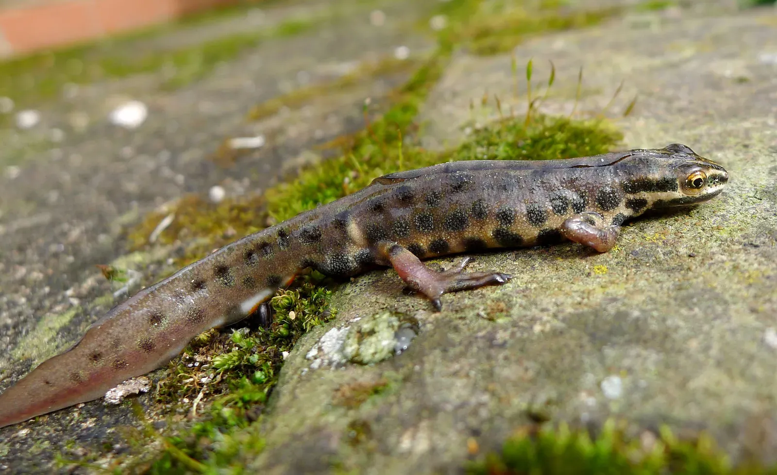 A small smooth newt with spotted brown and cream skin walking across a mossy stone.