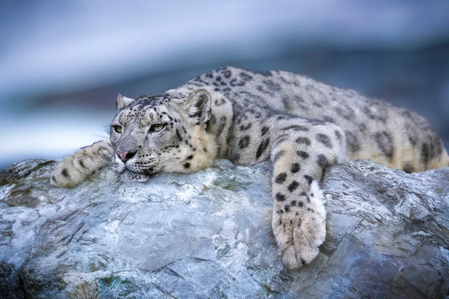 A snow leopard with thick pale grey fur and dark rosettes resting on a rock, resting its chin on its paws.