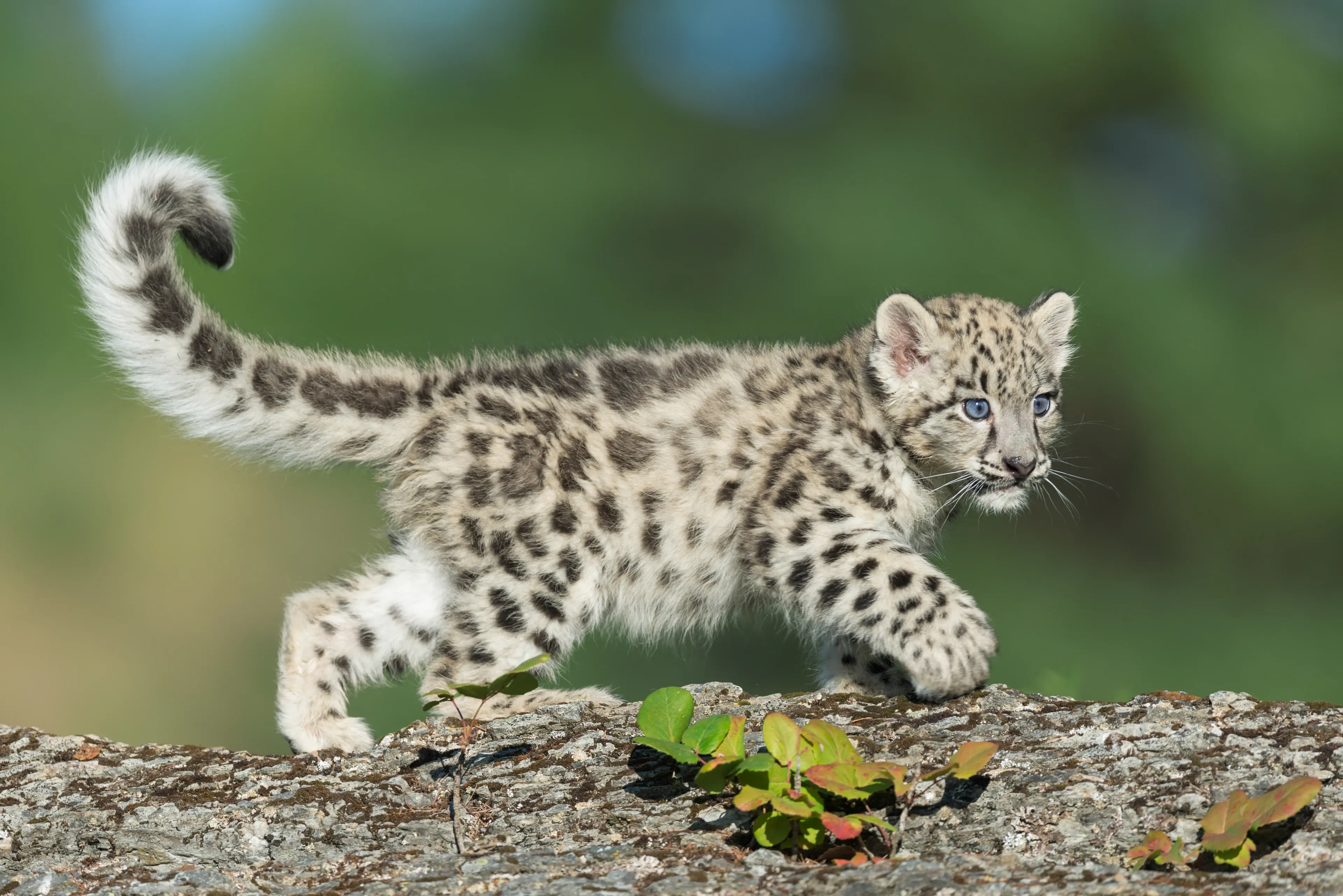 A fluffy snow leopard cub with thick spotted fur and a long bushy tail walking across a rocky ledge.