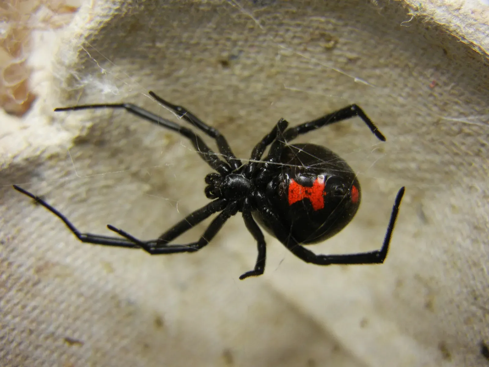 A shiny black southern black widow spider hanging in her web, with a bright red hourglass mark on her round underside.
