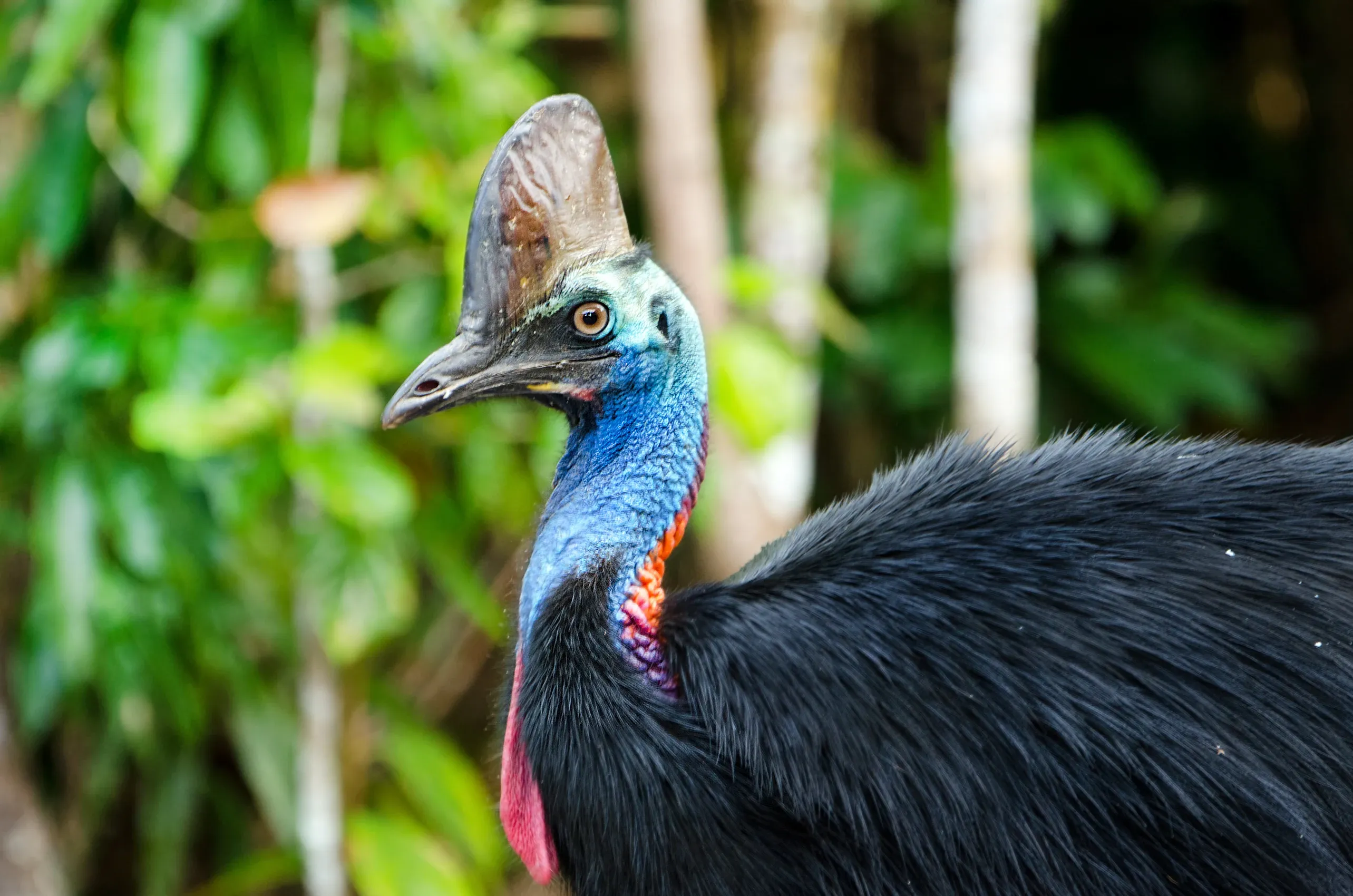 A southern cassowary stands in a leafy green forest, showing a bright blue neck and a tall brown helmet on its head. A red wattle hangs from its throat against shaggy black feathers.