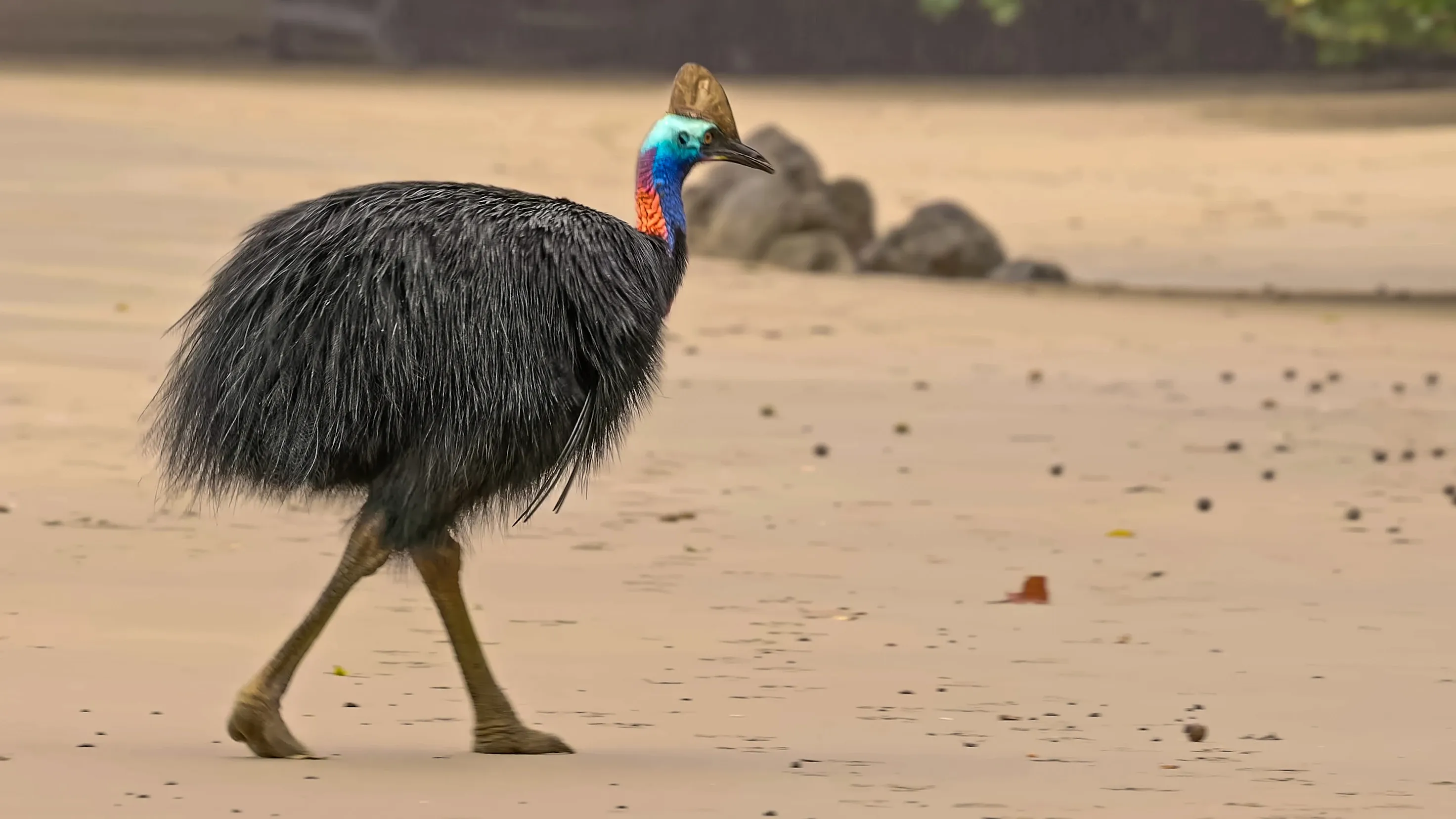 A southern cassowary walks across a sandy beach beside dark rocks and green plants. Its bright blue neck and brown helmet stand out above shaggy black feathers.