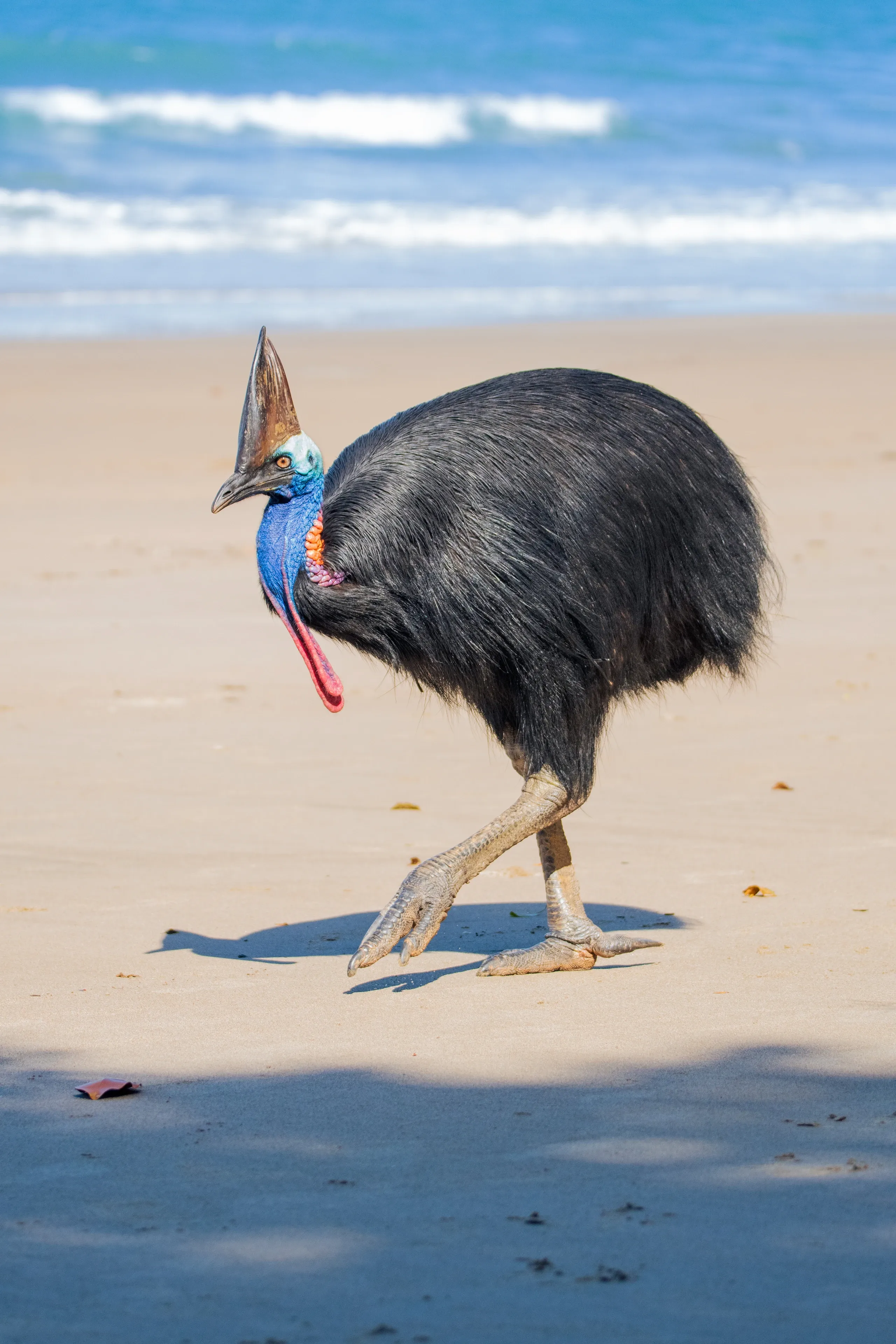 A southern cassowary takes a big step across a sunny beach with blue ocean waves behind it. Shaggy black feathers, a blue neck, and a tall brown crest catch the light.