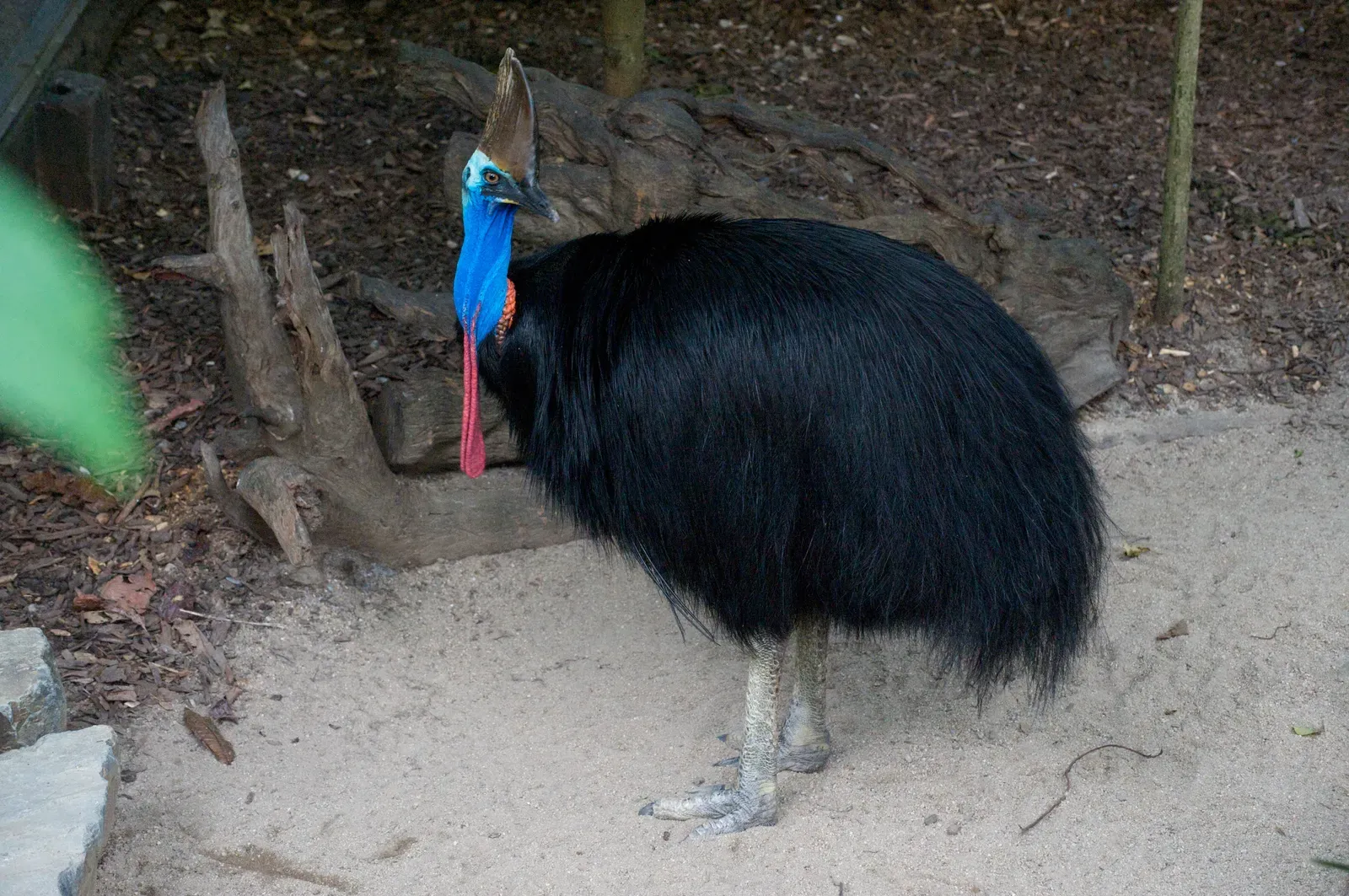 A southern cassowary with glossy black feathers, a bright blue neck, red wattles and a tall brown helmet-like casque on its head.