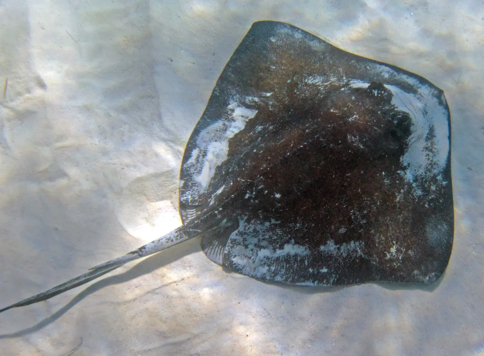 A southern stingray gliding over pale sand in shallow sunlit water, its flat diamond-shaped body and long slender tail clearly visible.