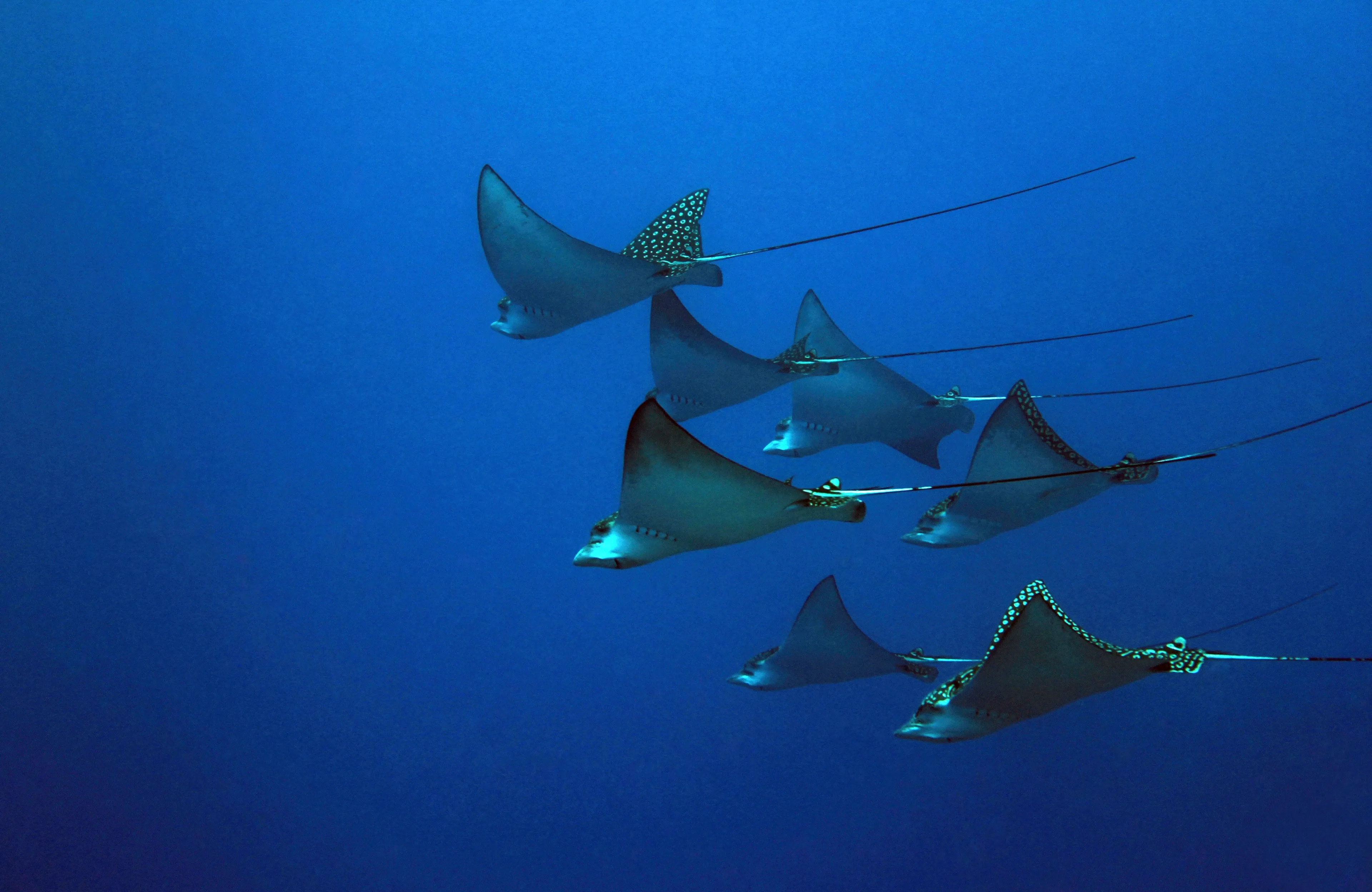 Seven spotted eagle rays glide together through deep blue ocean water. White spots cover their dark diamond-shaped backs, and long thin tails trail behind them.