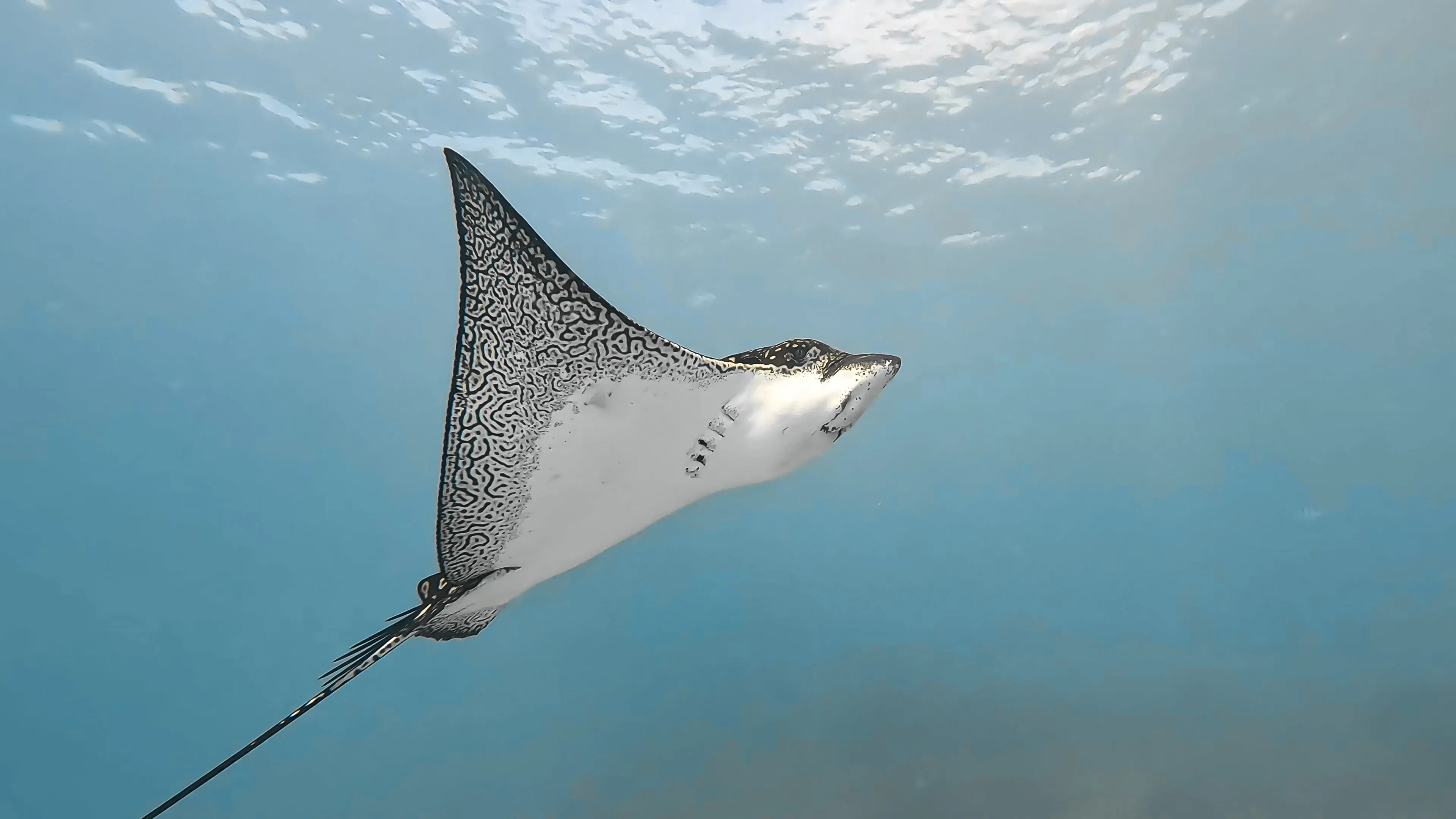 A spotted eagle ray glides through clear blue ocean with large wing-like fins. Its white belly shines as it swims toward the sunlit surface.