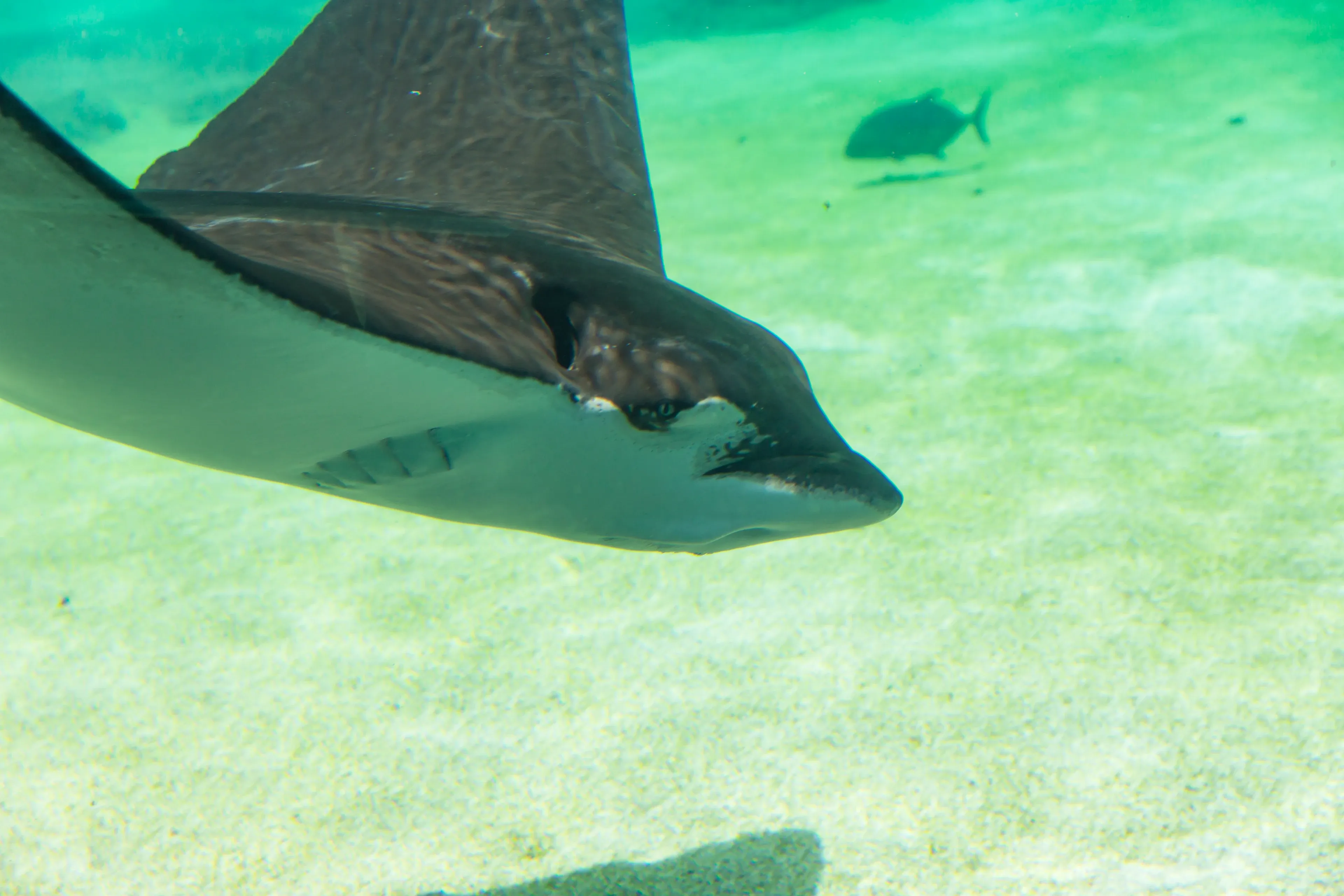 A spotted eagle ray glides over a sandy sea floor in bright, clear water. Its large dark fins look like wings as it flies underwater.