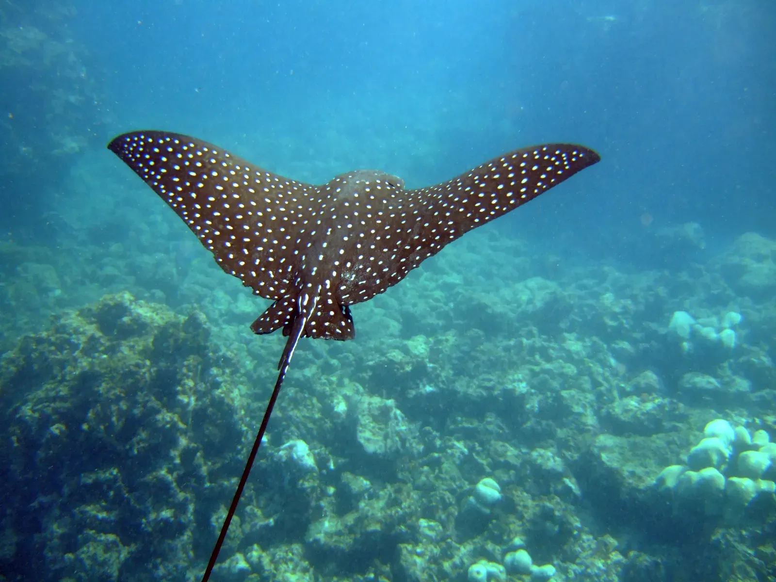 A spotted eagle ray with dark wings covered in white spots and a long tail, gliding gracefully through blue water.