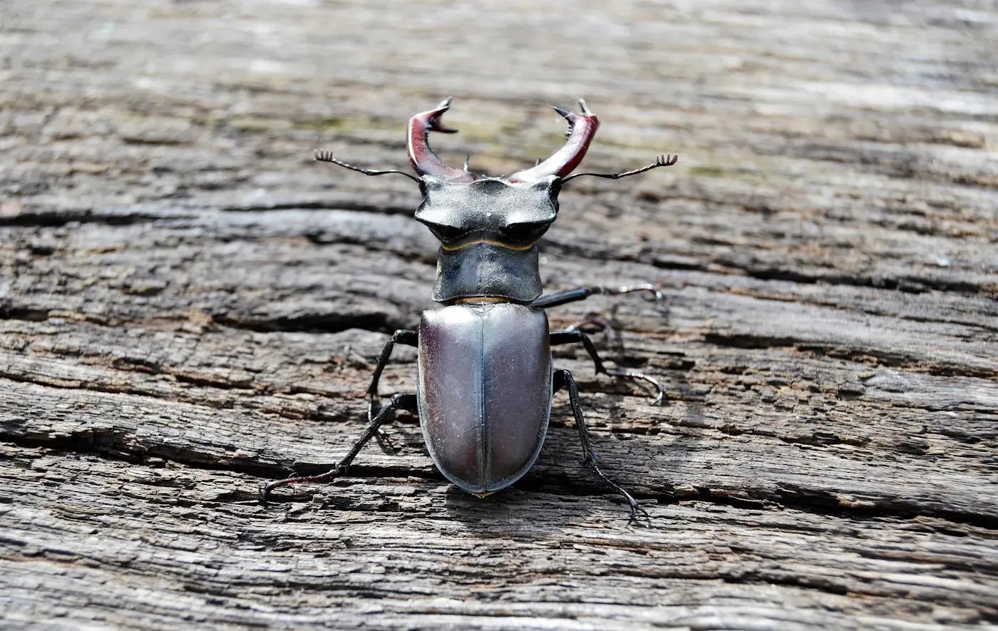 A male European stag beetle with a glossy dark body and large chestnut antler-like jaws, on weathered wood.