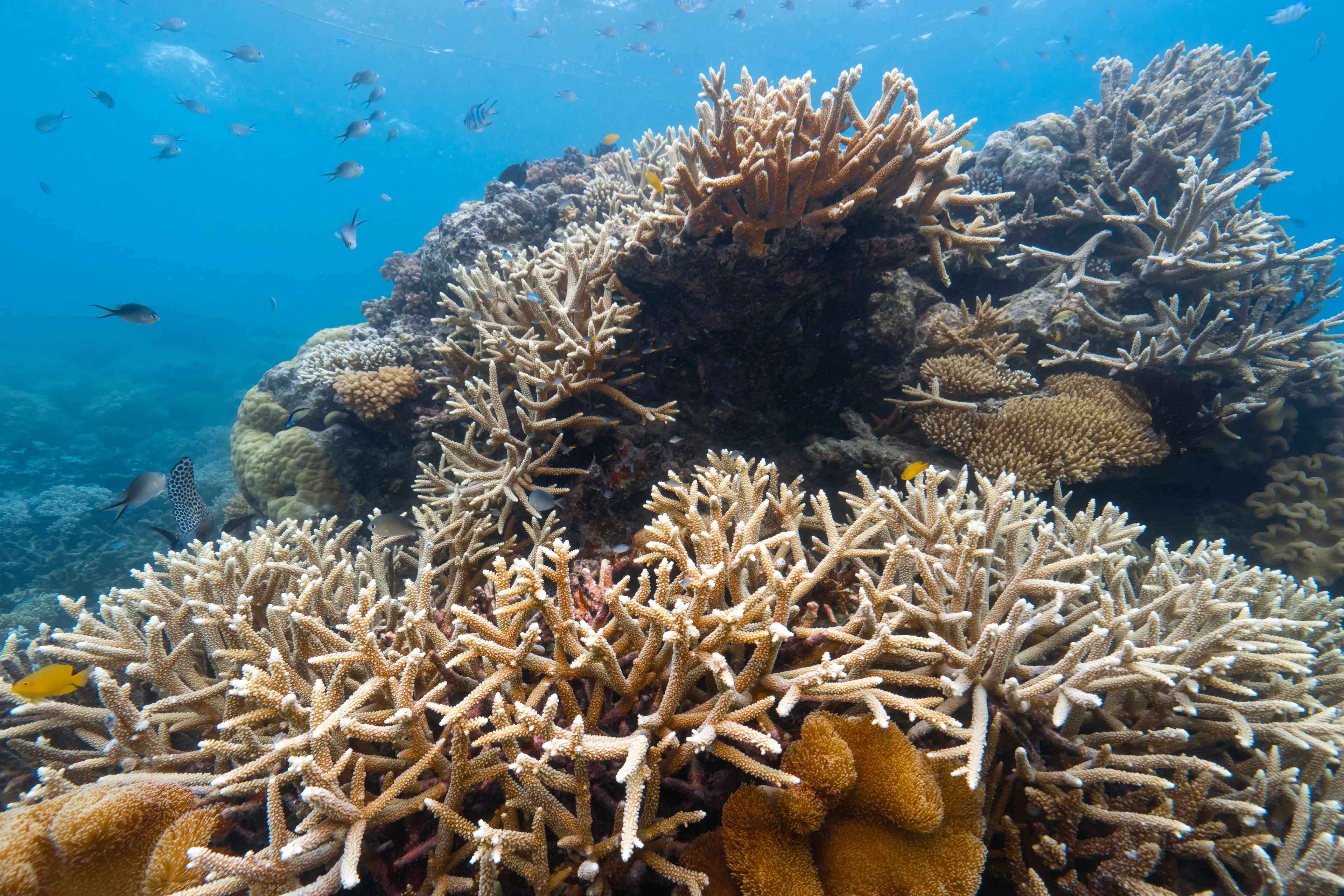 Pointed tan branches of staghorn coral reach toward the sunlight in clear blue water. Small yellow and silver fish swim around the reef.