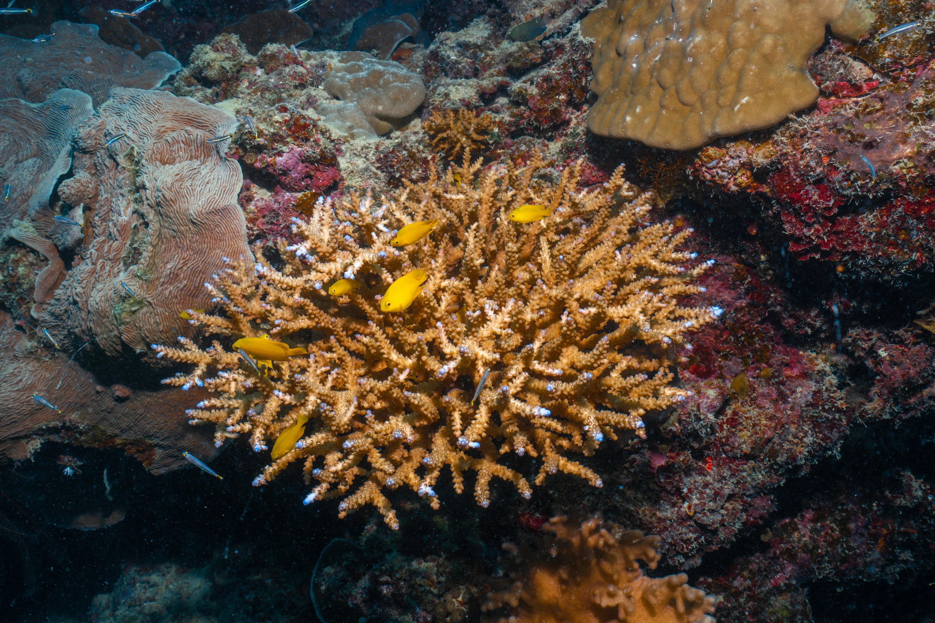 A cluster of staghorn coral grows on a reef with thin orange branches and white tips. Small yellow fish tuck between the branches beside other corals.