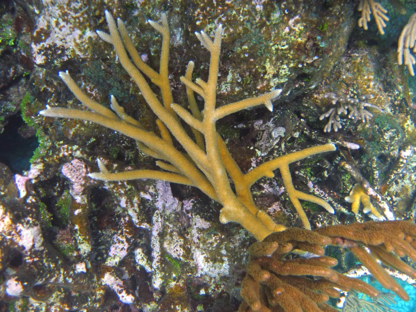 A branching staghorn coral growing on a reef, its golden-tan arms forking like the antlers of a deer.