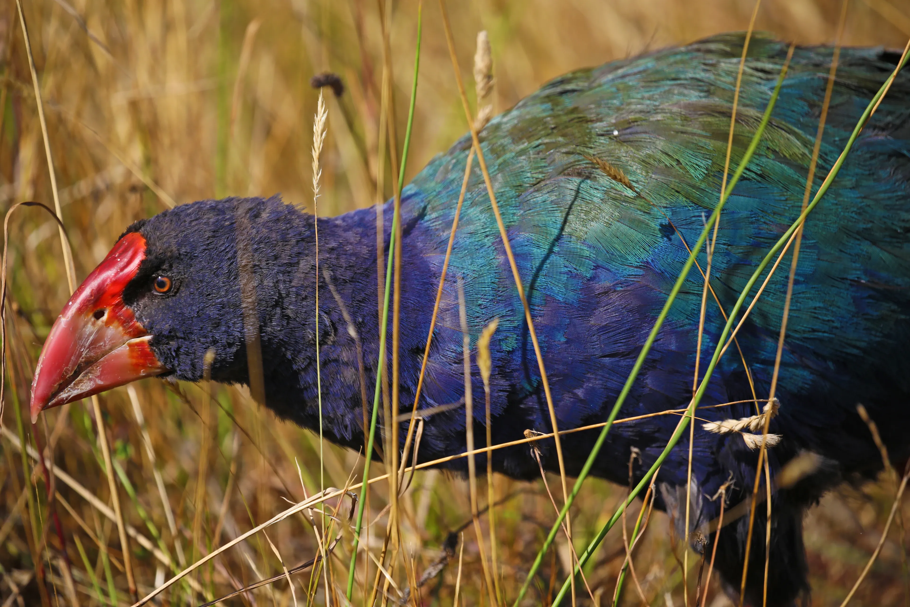 A takahē walks through tall, dry golden-brown grass with its head lowered. Deep indigo-blue feathers cover its head and neck, its back shimmers green, and a thick bright-red beak stands out among the stalks.