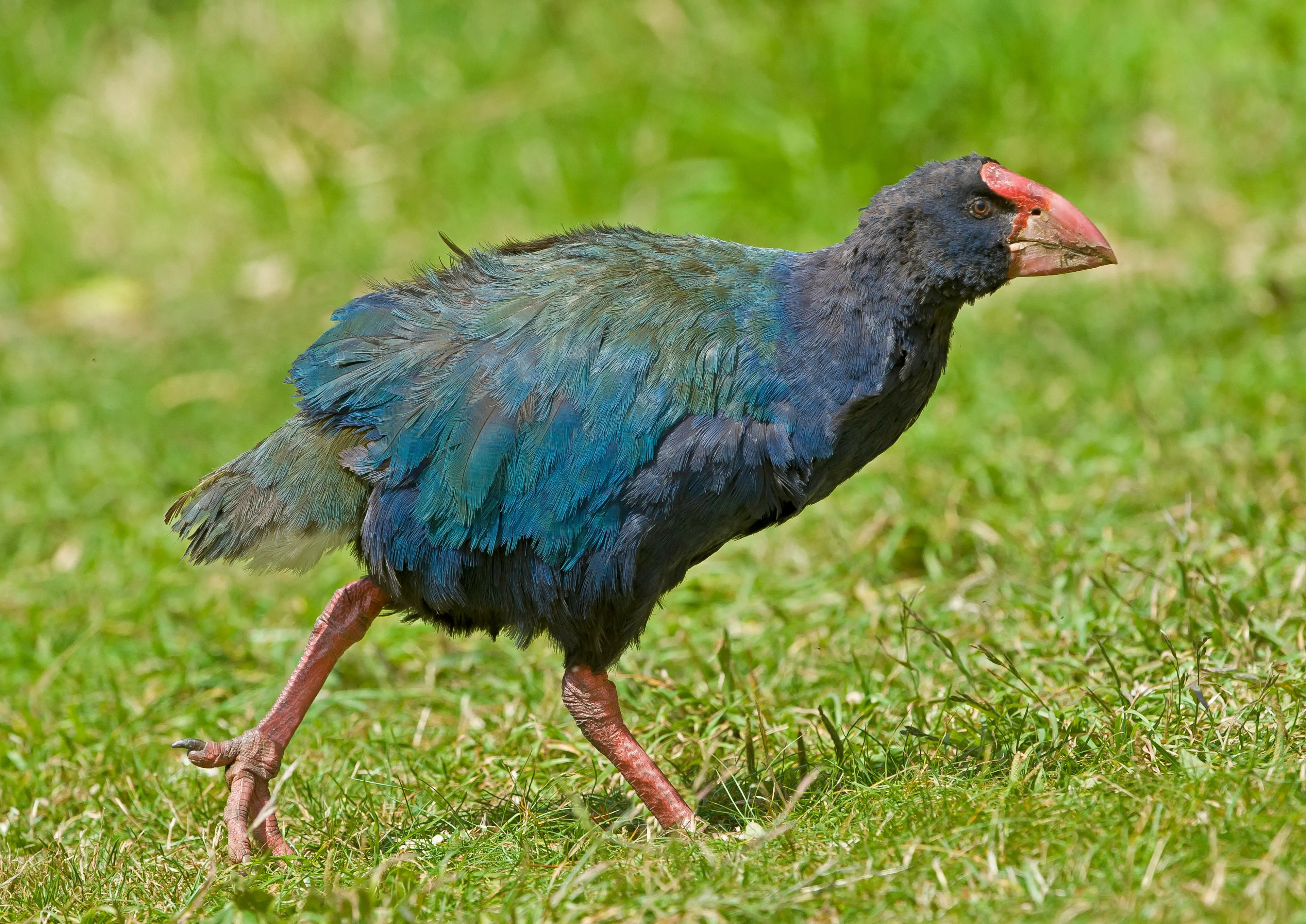 A takahē walks across a bright green grassy field, sturdy pinkish-red legs mid-stride. Its head is deep indigo blue, its back is teal and olive green, and a thick red beak and forehead patch catch the sunlight.