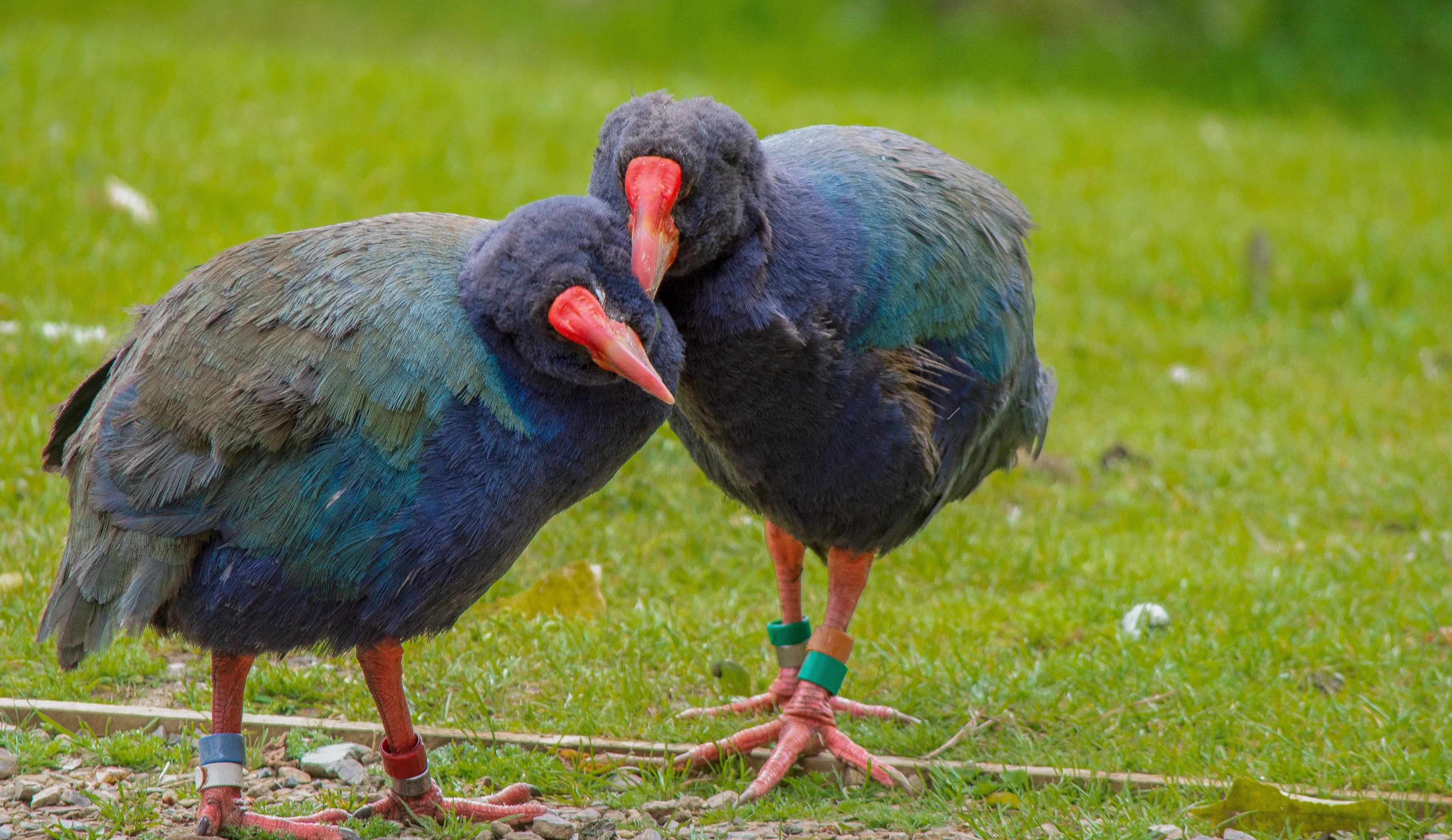 Two takahē stand close together on a grassy field, one nuzzling its head against the other’s chest. Both have navy-blue bodies, olive-green backs, thick red beaks, and colourful bands on their pinkish-red legs.