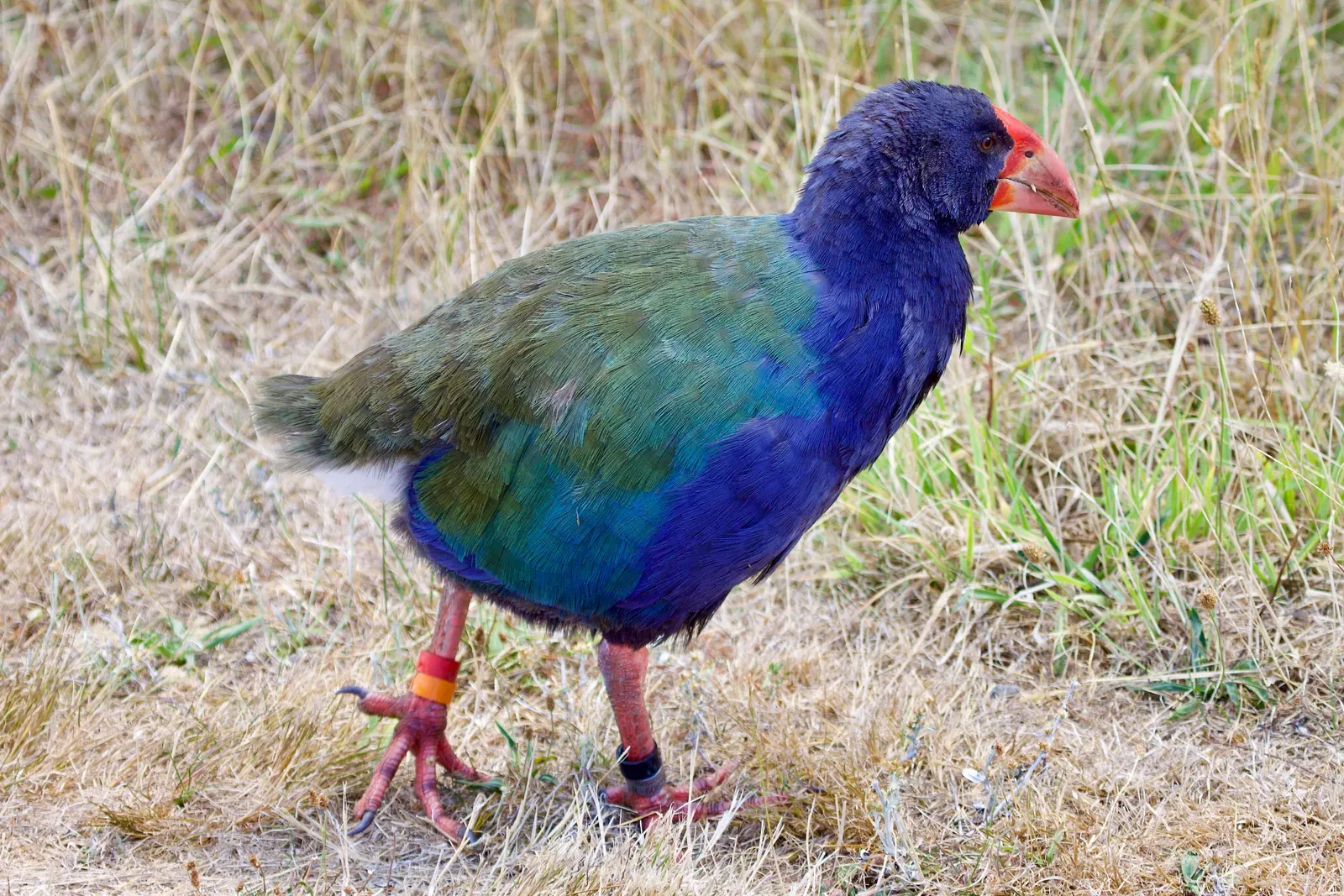 A plump takahē with deep blue and green feathers, a bright red bill and thick red legs, walking through dry grass.