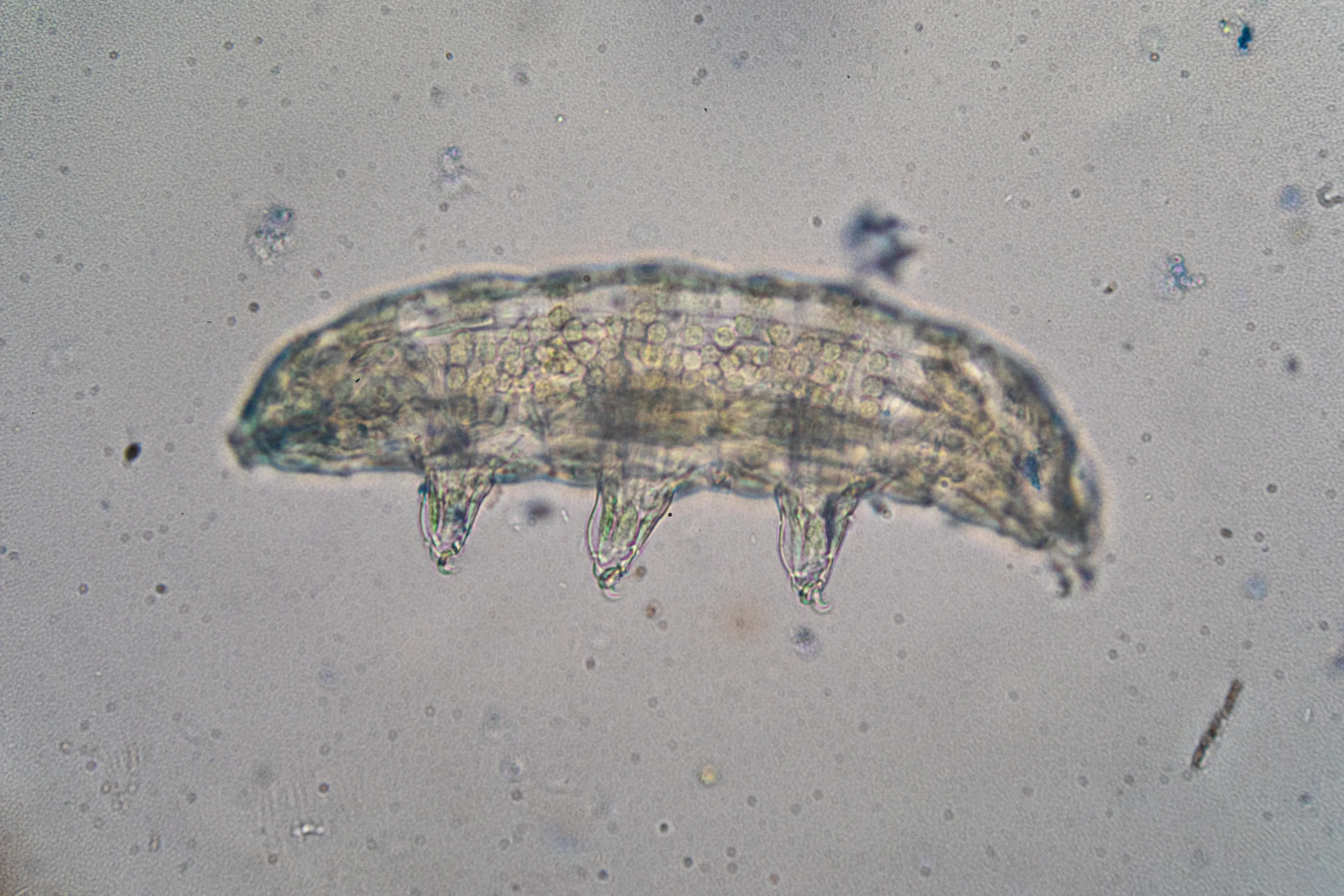 A plump tardigrade stretches sideways with a see-through yellowish body. Three stubby legs hang down, each tipped with tiny hook-like claws.