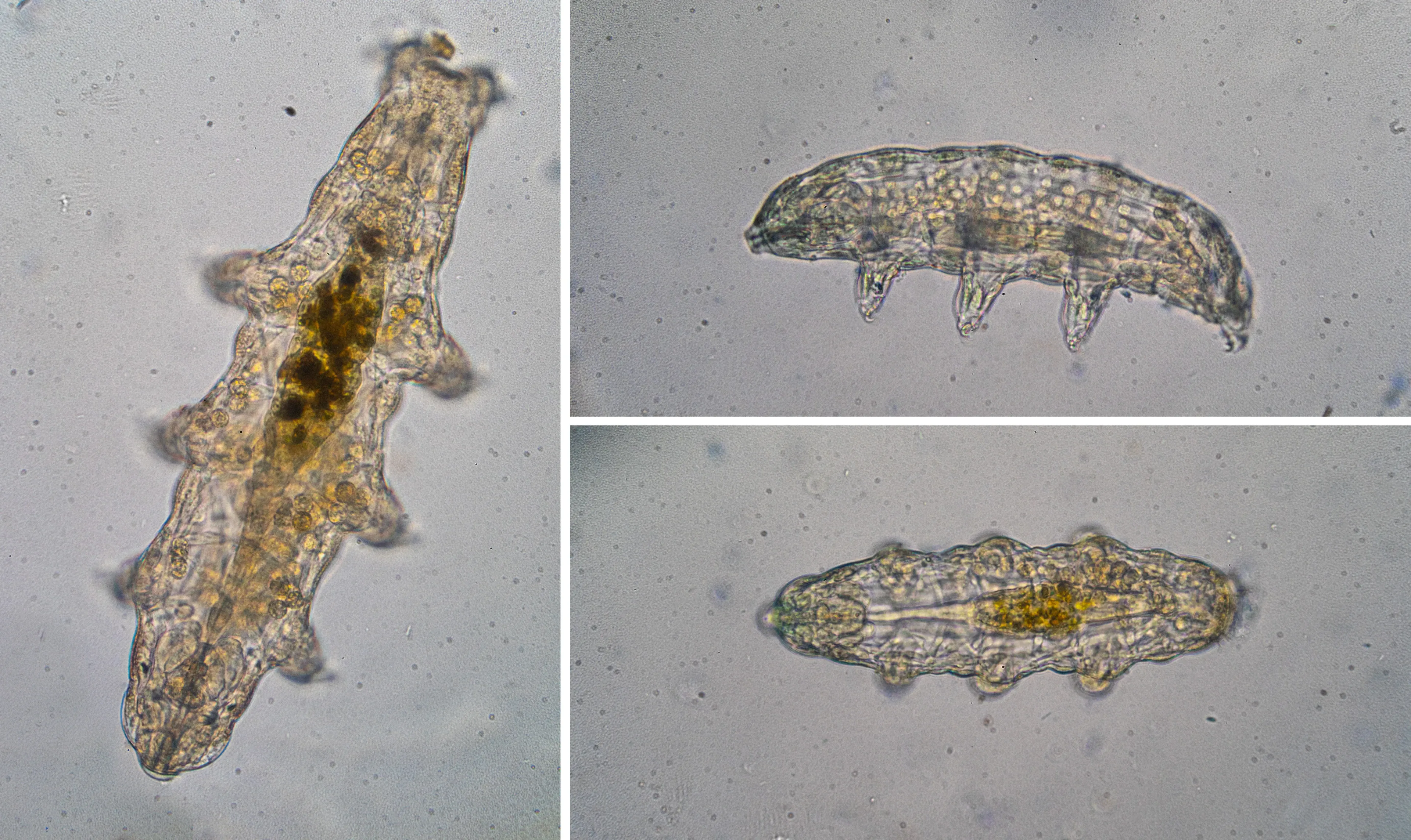 Three plump tardigrades with see-through segmented bodies and stubby legs sit on a pale background. Dark insides show through their clear skin.